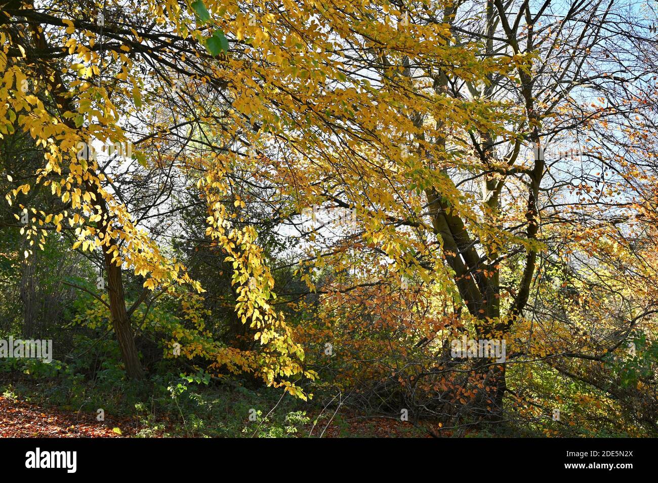 Feuilles d'automne, Foots Cray Meadows, Sidcup, Kent. ROYAUME-UNI Banque D'Images