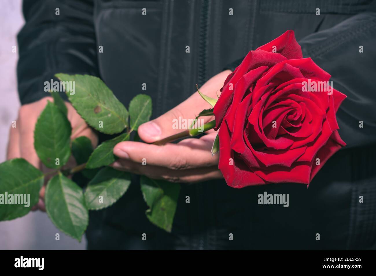 Homme tenant une rose rouge dans ses mains pendant un cérémonie de deuil  Photo Stock - Alamy