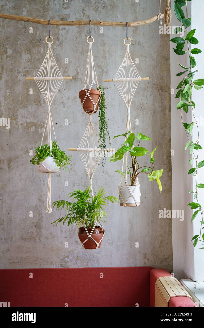 Cintre en coton à la main pour plantes en forme de macrame suspendu à une branche de bois sur un mur gris à la maison. Amour des plantes de maison, passe-temps. Banque D'Images