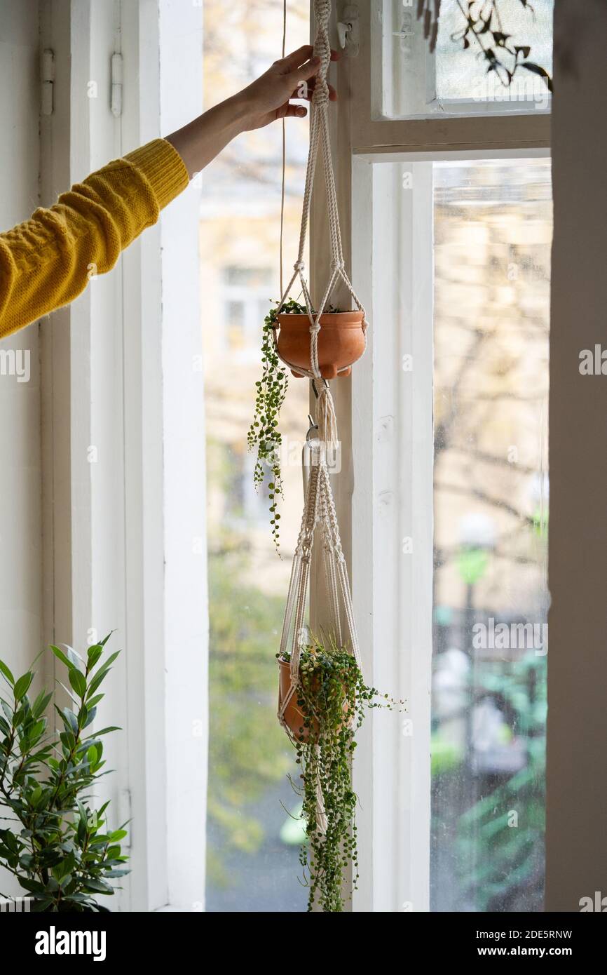 Femme tenant un cintre en coton macrame fait main suspendu de la fenêtre dans le salon. Amour pour les plantes d'intérieur, un passe-temps. Banque D'Images