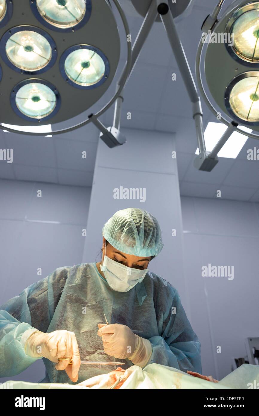 Femme vétérinaire porter un masque médical se tient sous les lumières chirurgicales, fait la chirurgie de stérilisation de chat et rase la plaie, vétérinaire tenant une aiguille dans son h Banque D'Images