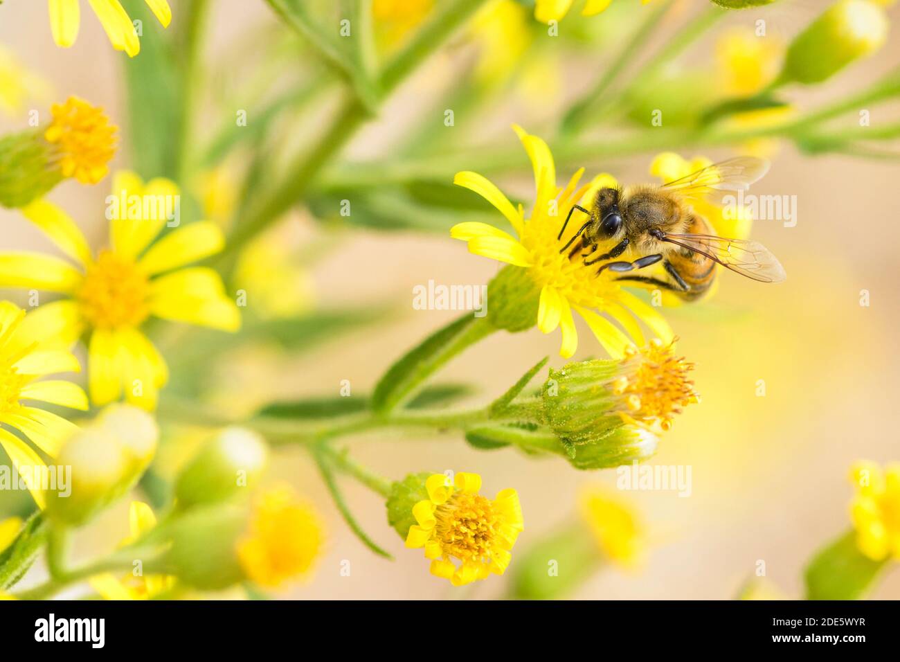 Abeille syrienne (apis mellifera syriaca) sur une fleur sauvage jaune Banque D'Images