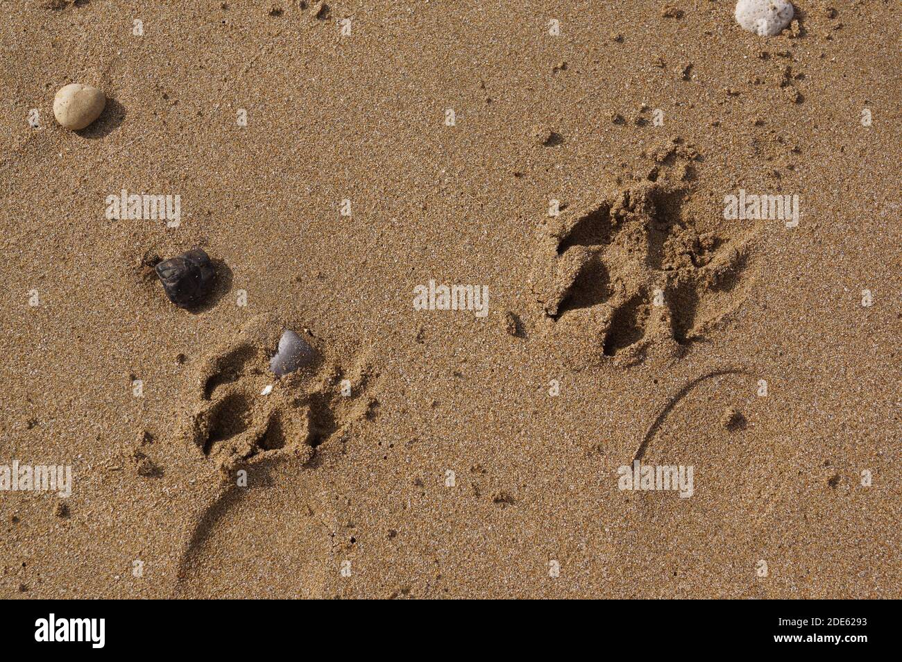 Deux empreintes de patte laissées par un chien sur l'or sable d'une plage Banque D'Images