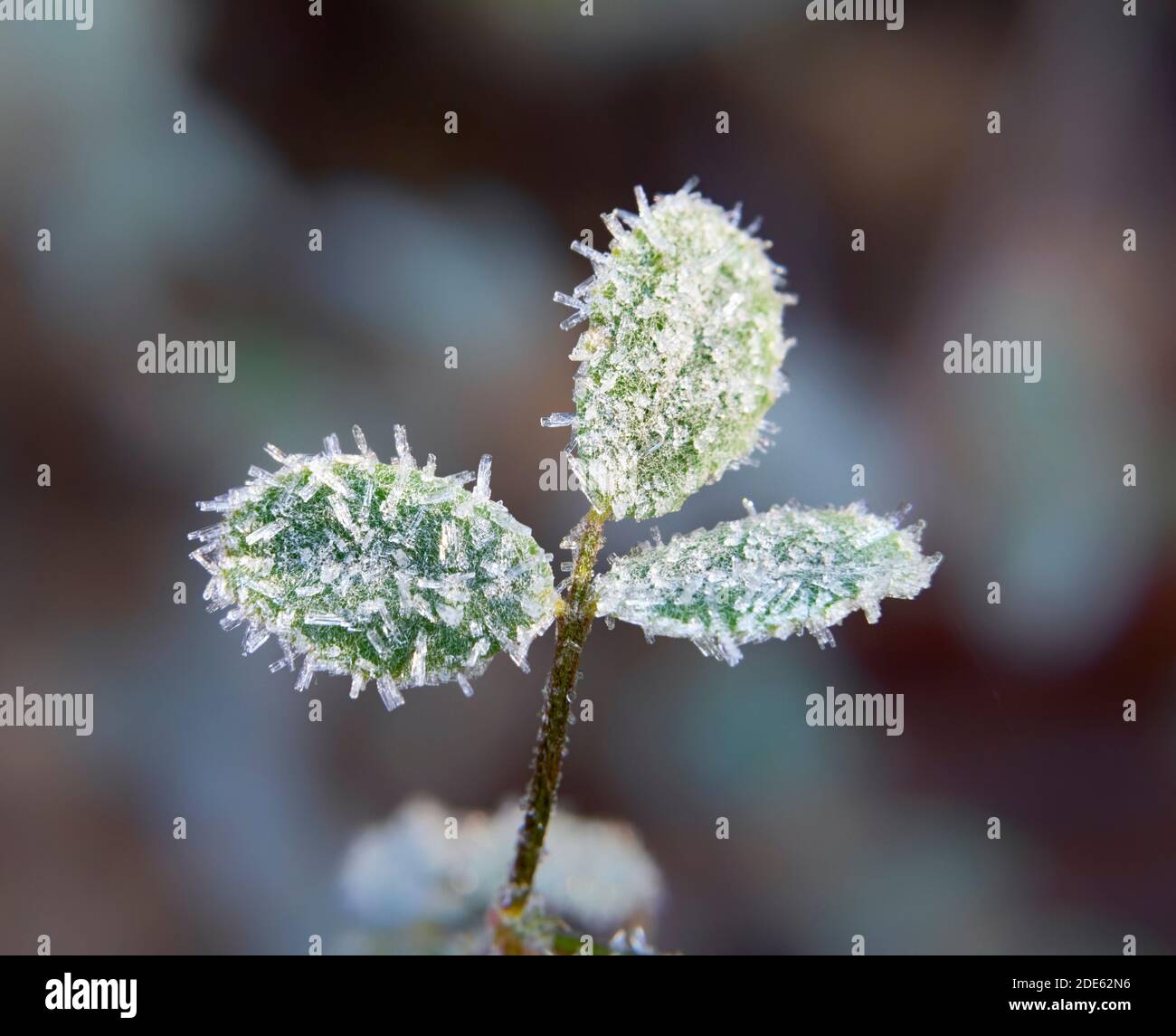 Cristaux de Snowfrost sur les petites feuilles vertes, Iowa, États-Unis. Banque D'Images