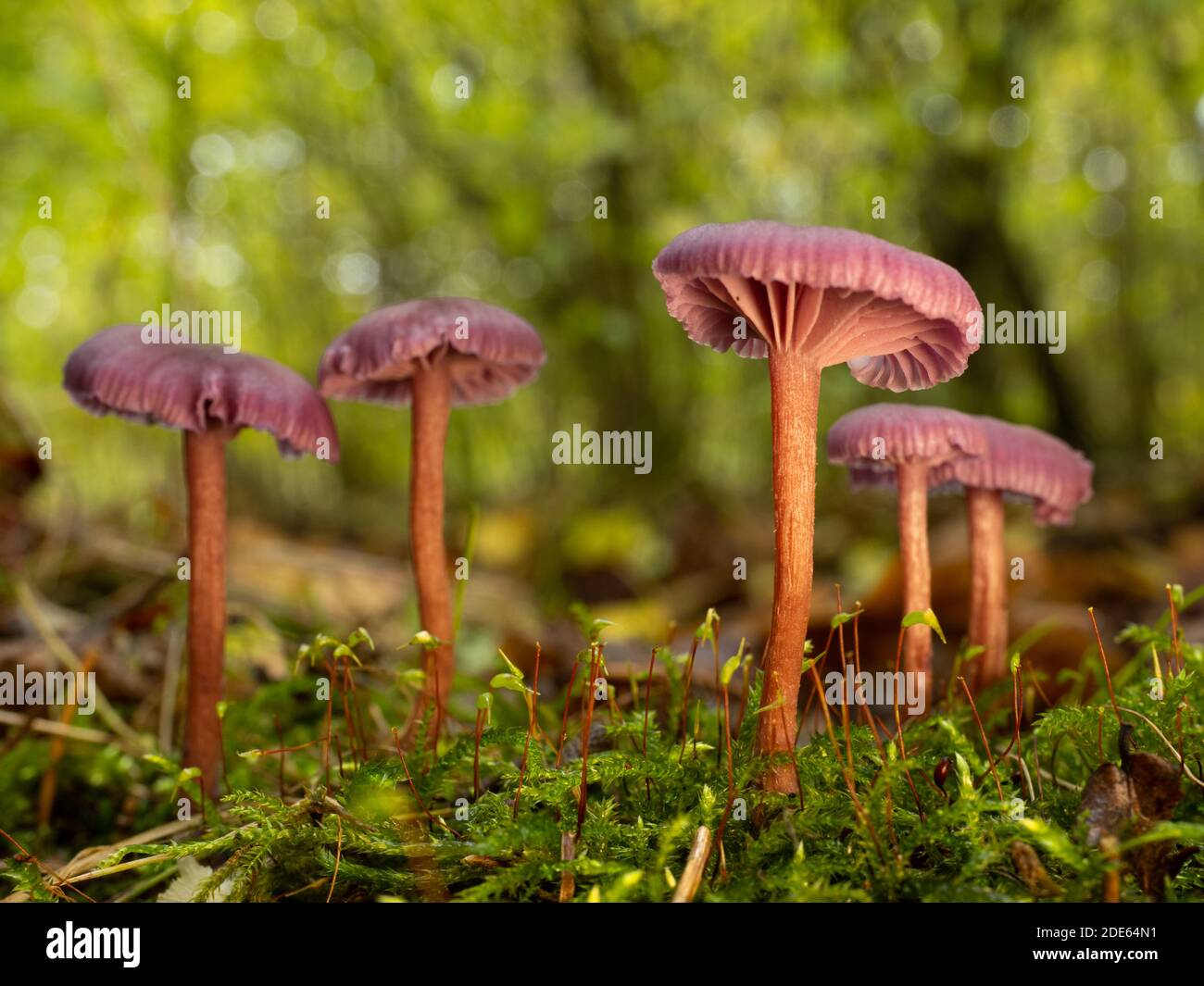 Un gros plan d'un groupe de champignons de l'écepteur améthyste (Laccaria amethystinina). Prise dans les bois anglais. Banque D'Images