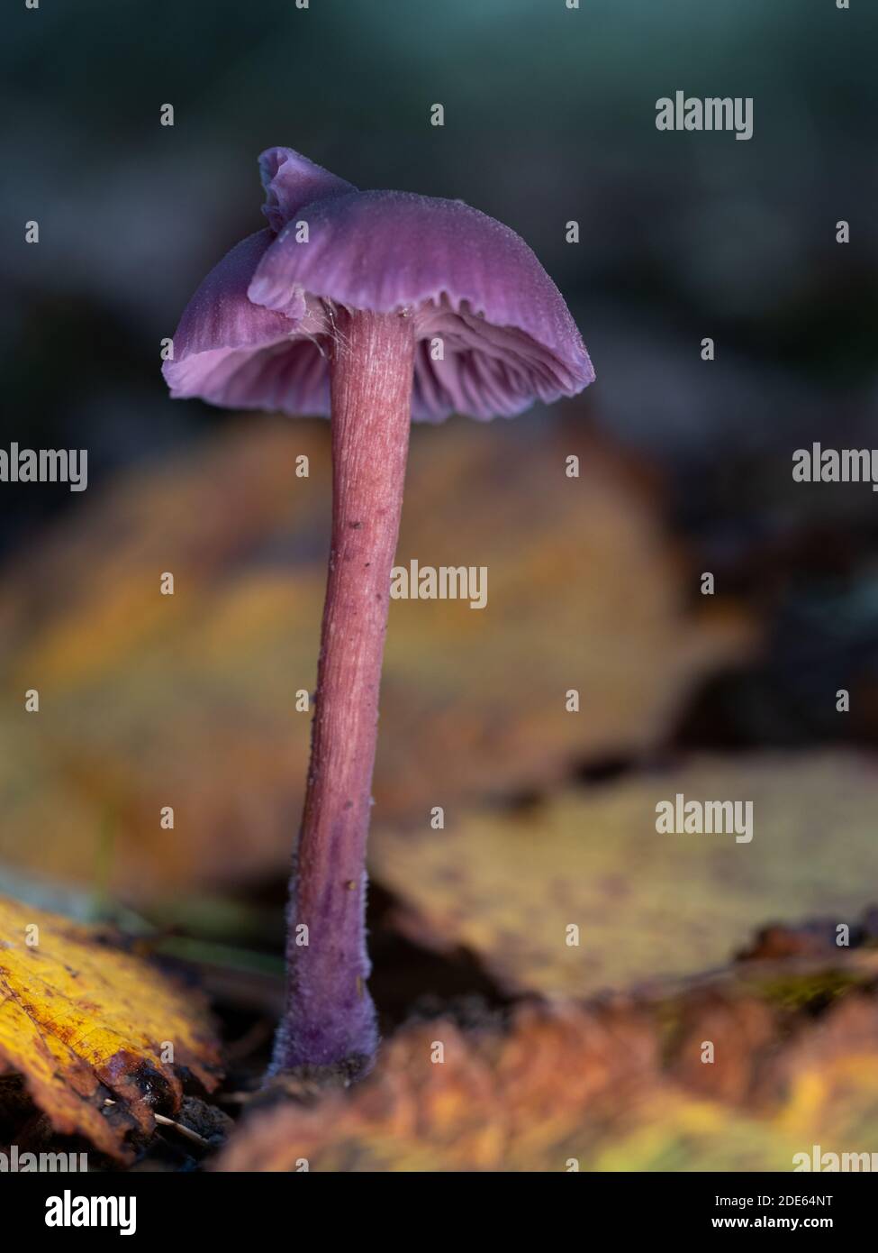 Gros plan d'un seul champignon de l'écepteur améthyste (Laccaria amethystina). Prise dans les bois anglais. Banque D'Images