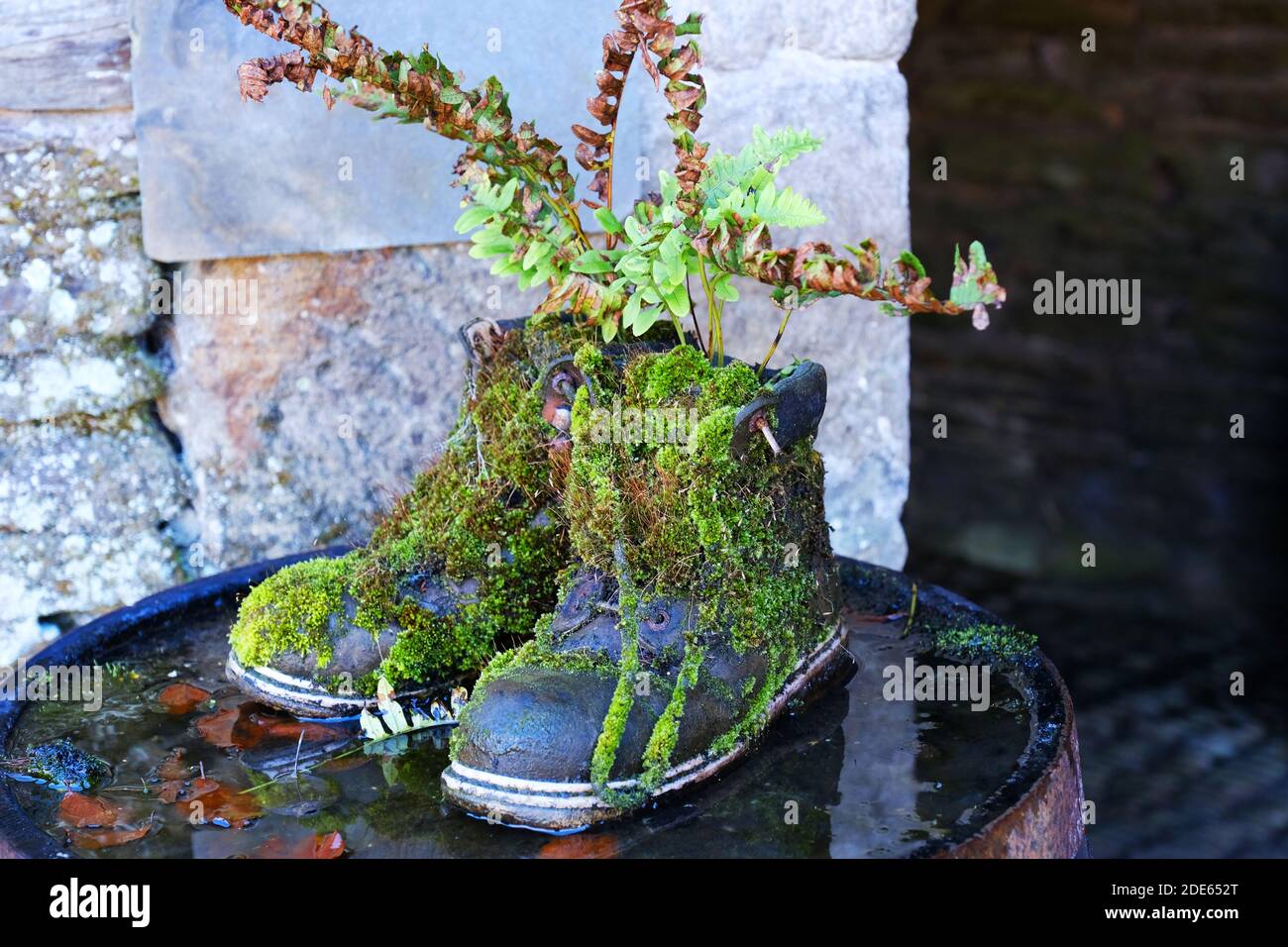 Paire de vieilles bottes en cuir maintenant utilisées comme usine Pots - John Gollop Banque D'Images