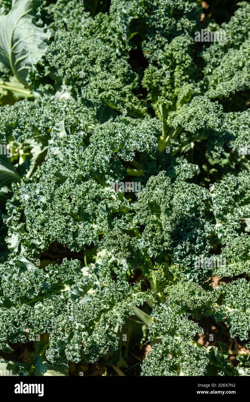 Kale ou choux en feuilles poussant dans le potager Banque D'Images