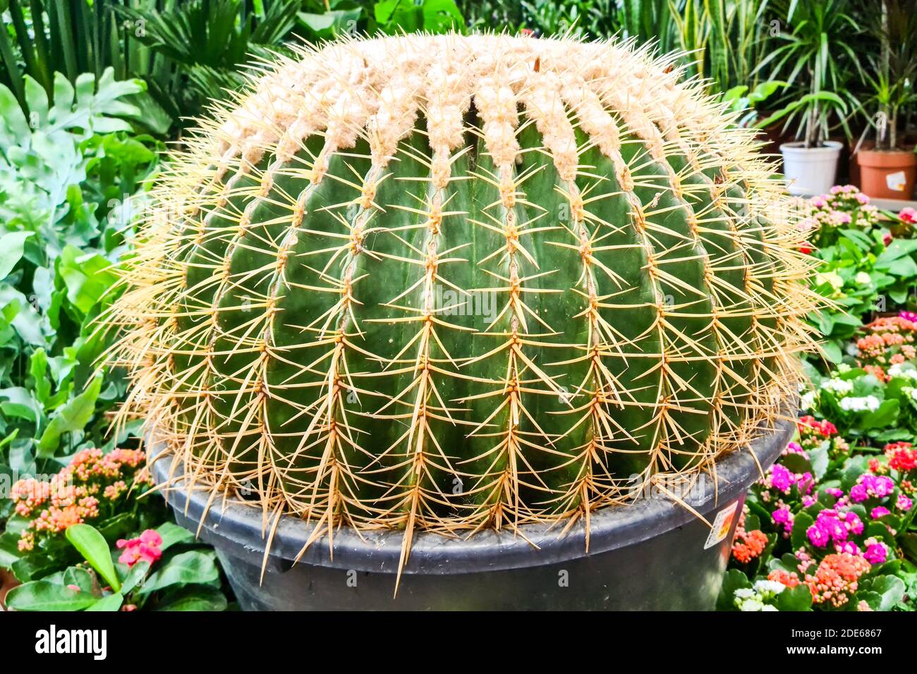 grand cylindre doré boule cactus dans pot de fleur pour la vente au détail  vente Photo Stock - Alamy
