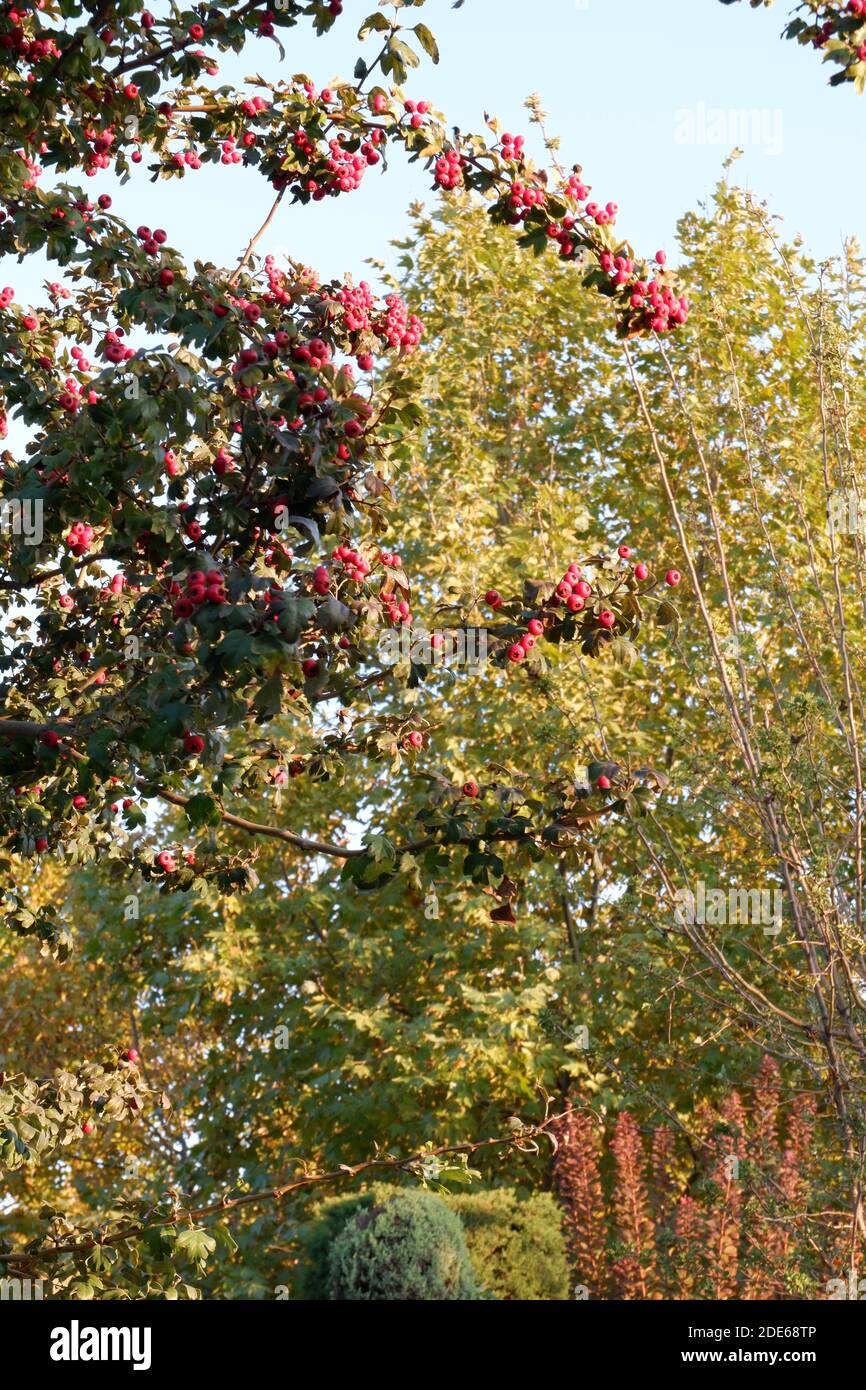 Baies roses sur l'arbre Banque D'Images