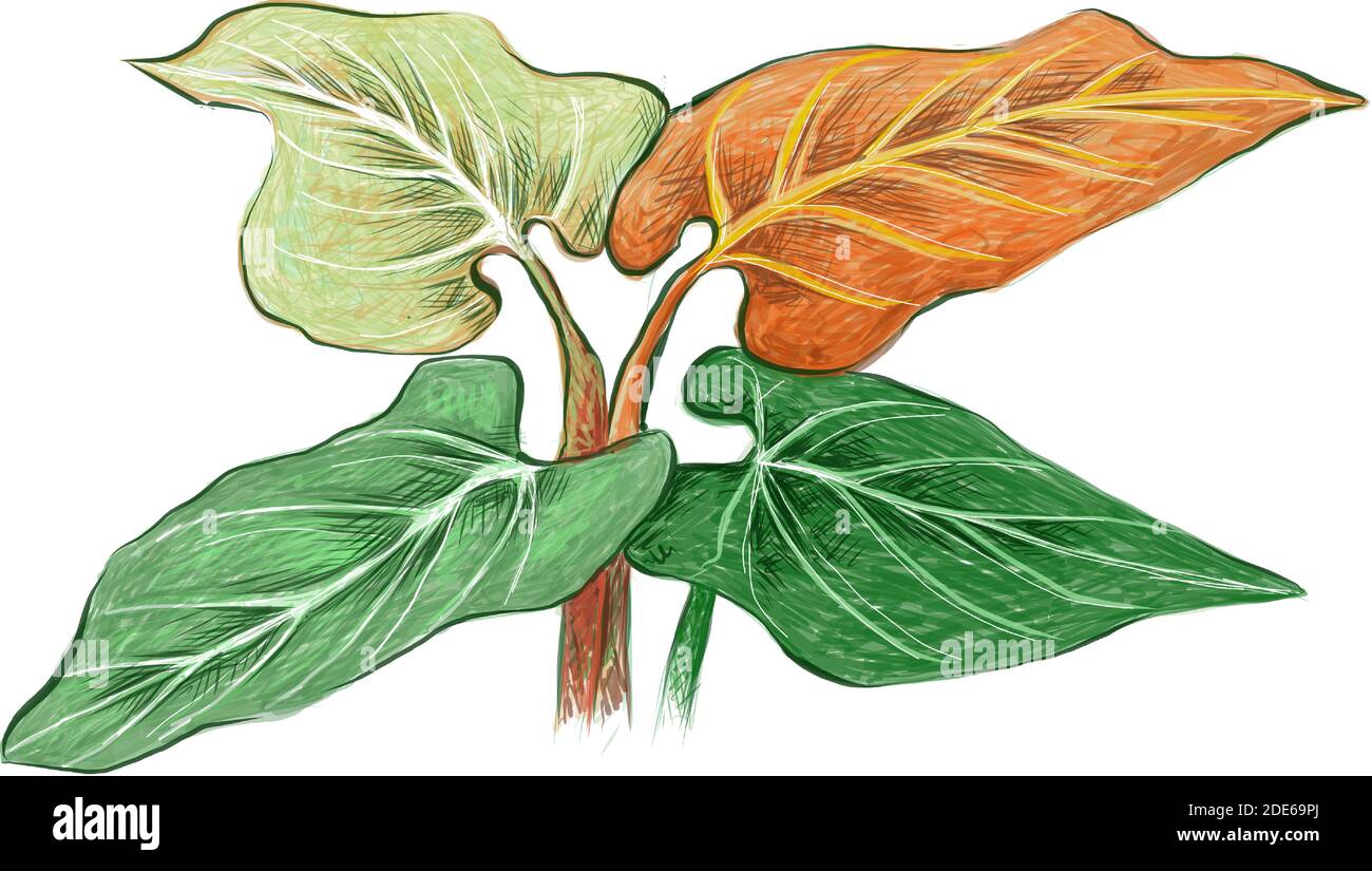 Ecologie concepts, Illustration de l'oreille d'éléphant, plantes Philodendron ou Colocasia pour la décoration de jardin. Illustration de Vecteur