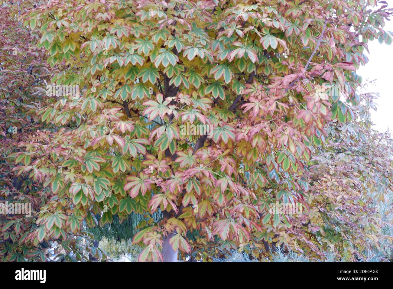 Feuilles jaune et verte de l'arbre Banque D'Images