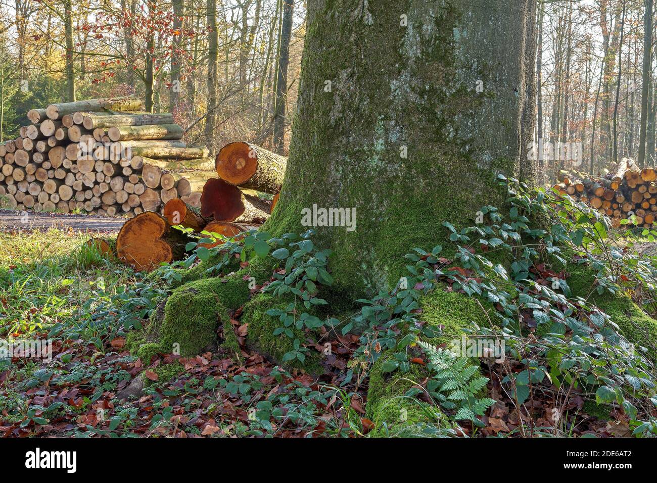 Foresterie et exploitation forestière. En premier plan un vieux hêtre puissant Banque D'Images Foresterie et exploitation forestière. En premier plan un vieux hêtre puissant Banque D'Images