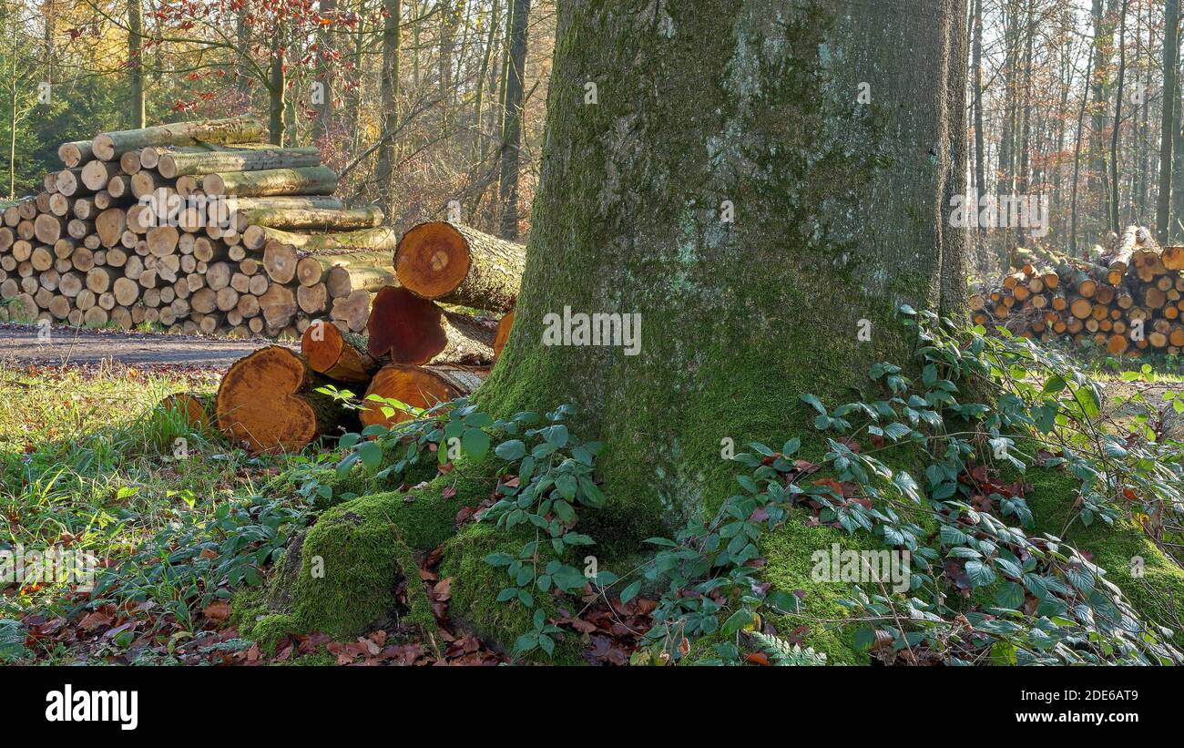 Foresterie et exploitation forestière. En premier plan un vieux hêtre puissant Banque D'Images Foresterie et exploitation forestière. En premier plan un vieux hêtre puissant Banque D'Images