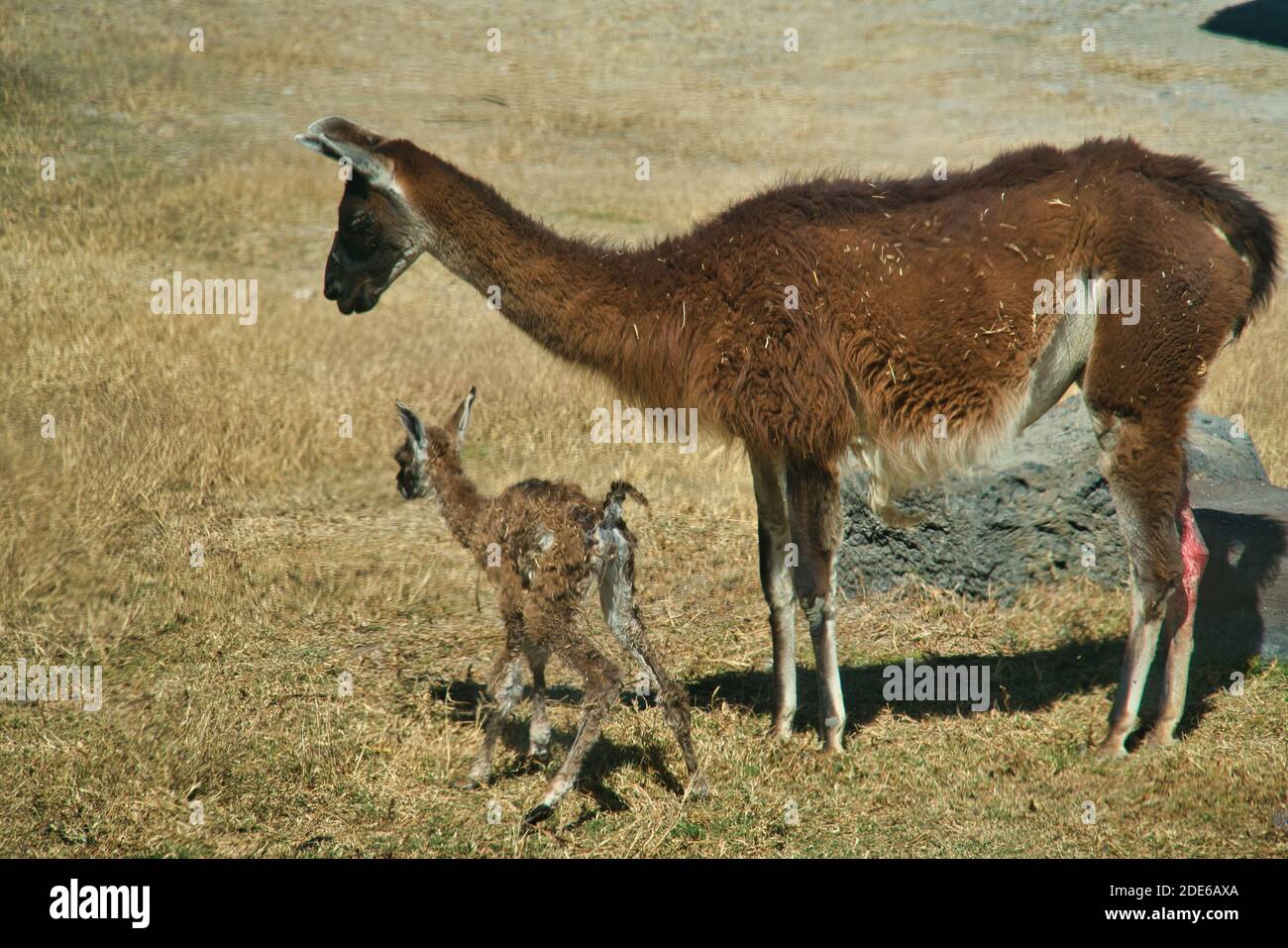 nouveau-né lama essayant de marcher dans un parc safari Banque D'Images