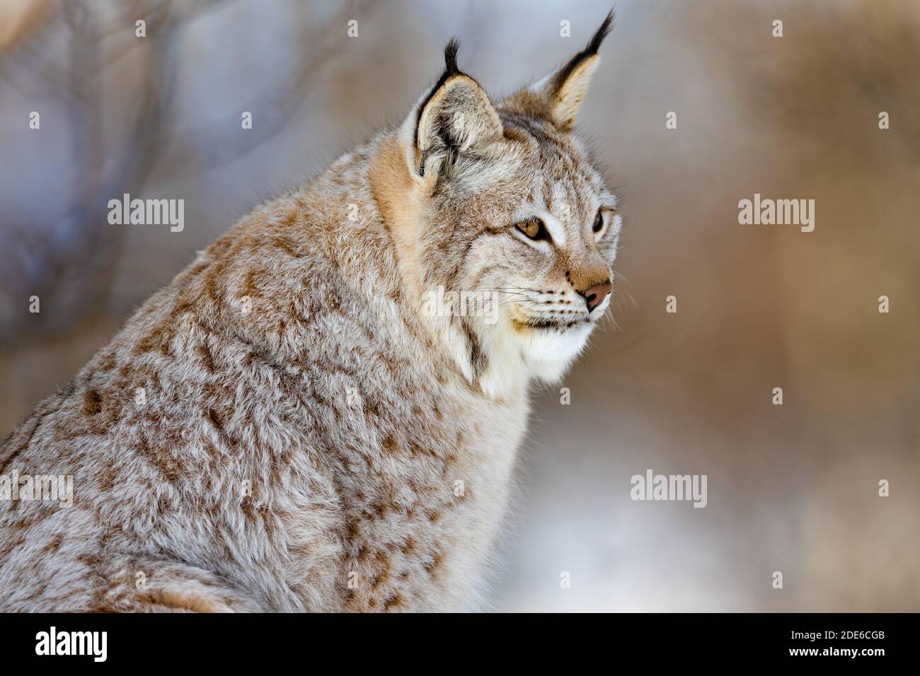 Gros plan du lynx roux d'alerte en regardant loin Banque D'Images