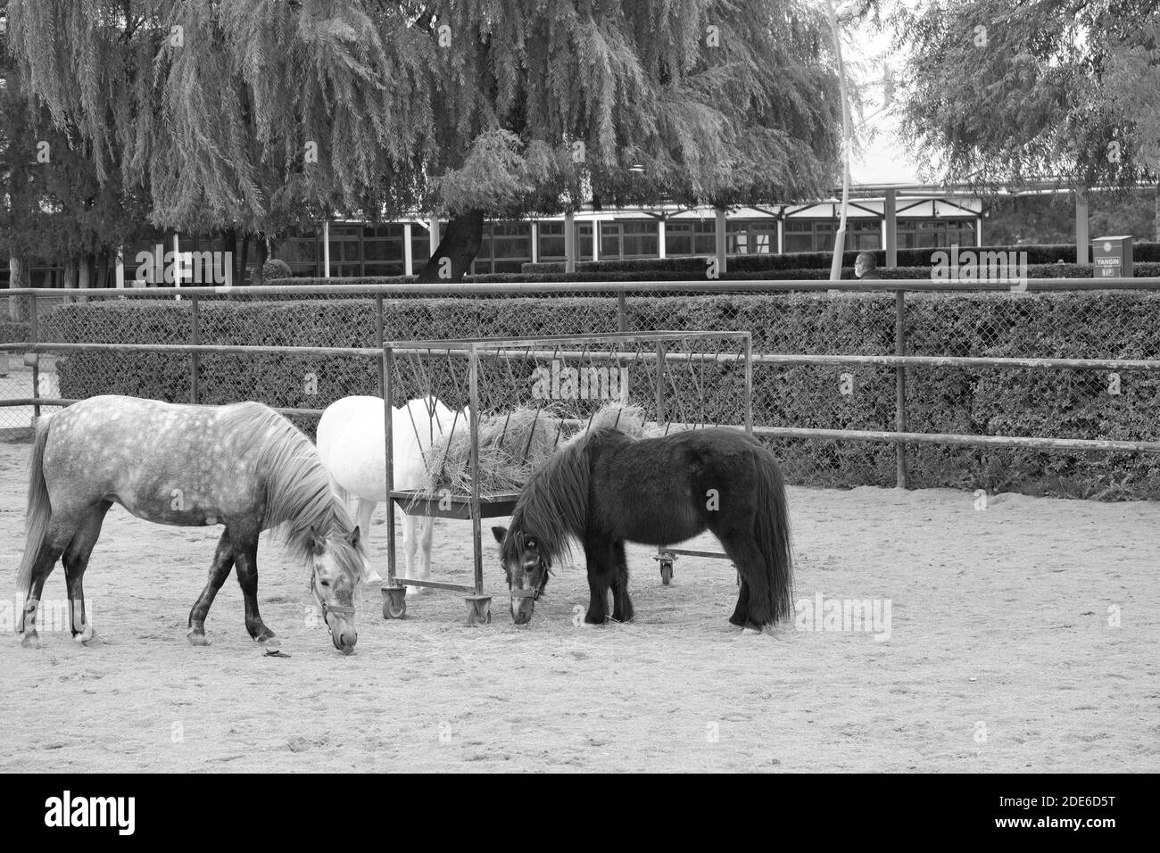 Chevaux à Manège Banque D'Images