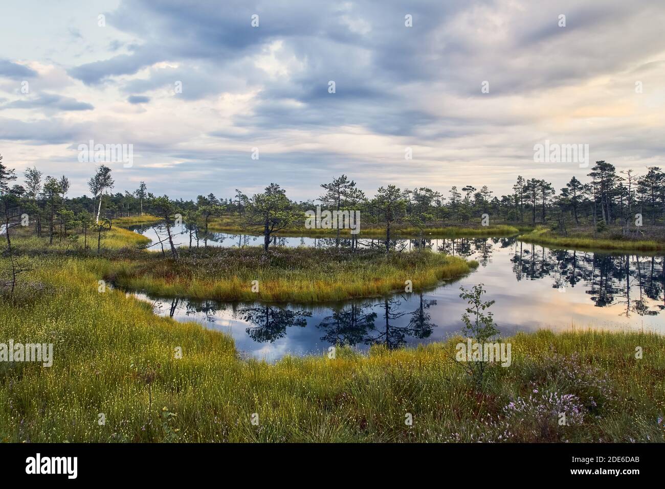 Coucher de soleil sur la tourbière en relief dans le parc national Kemeri en Lettonie. Arrière-plan de la nature Banque D'Images