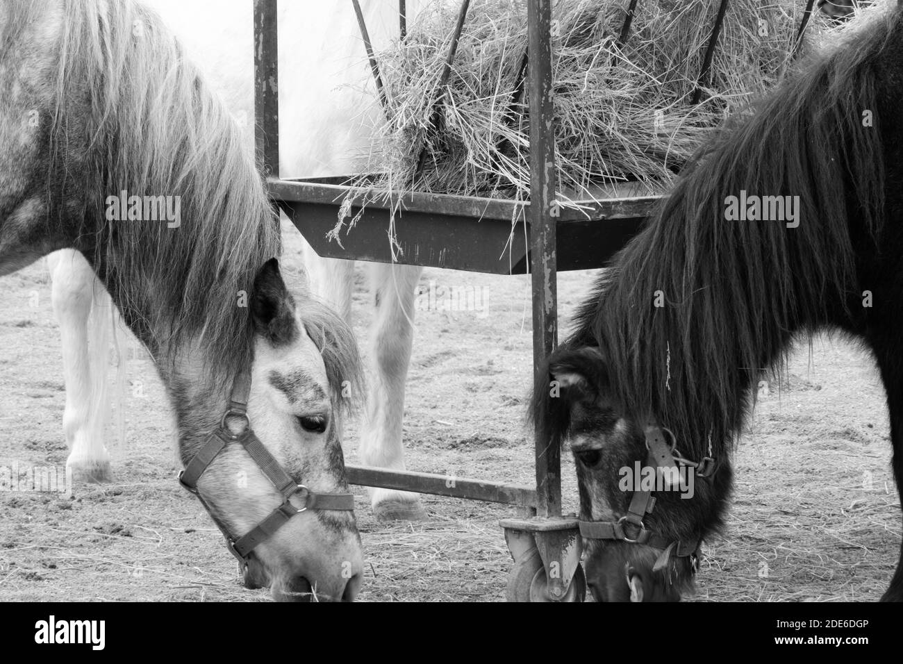 Les chevaux manger ensemble Banque D'Images