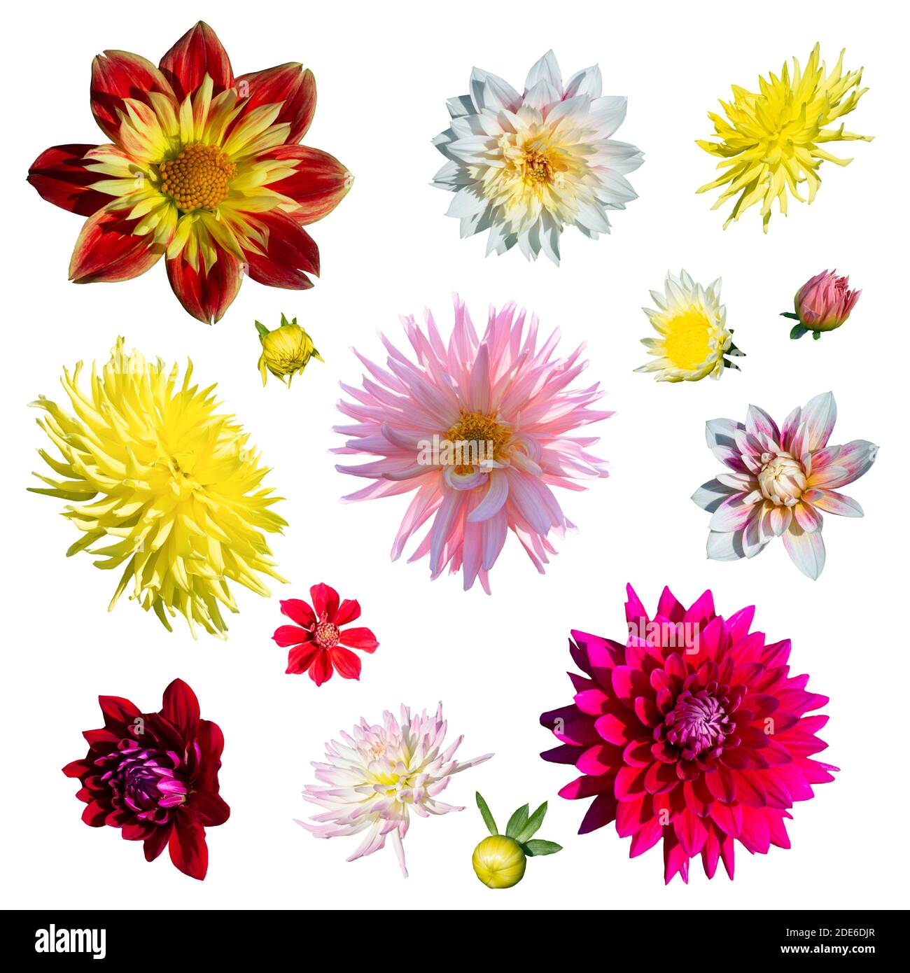 Collection de fleurs de Dahlia sur fond blanc. Photo de haute qualité. Banque D'Images
