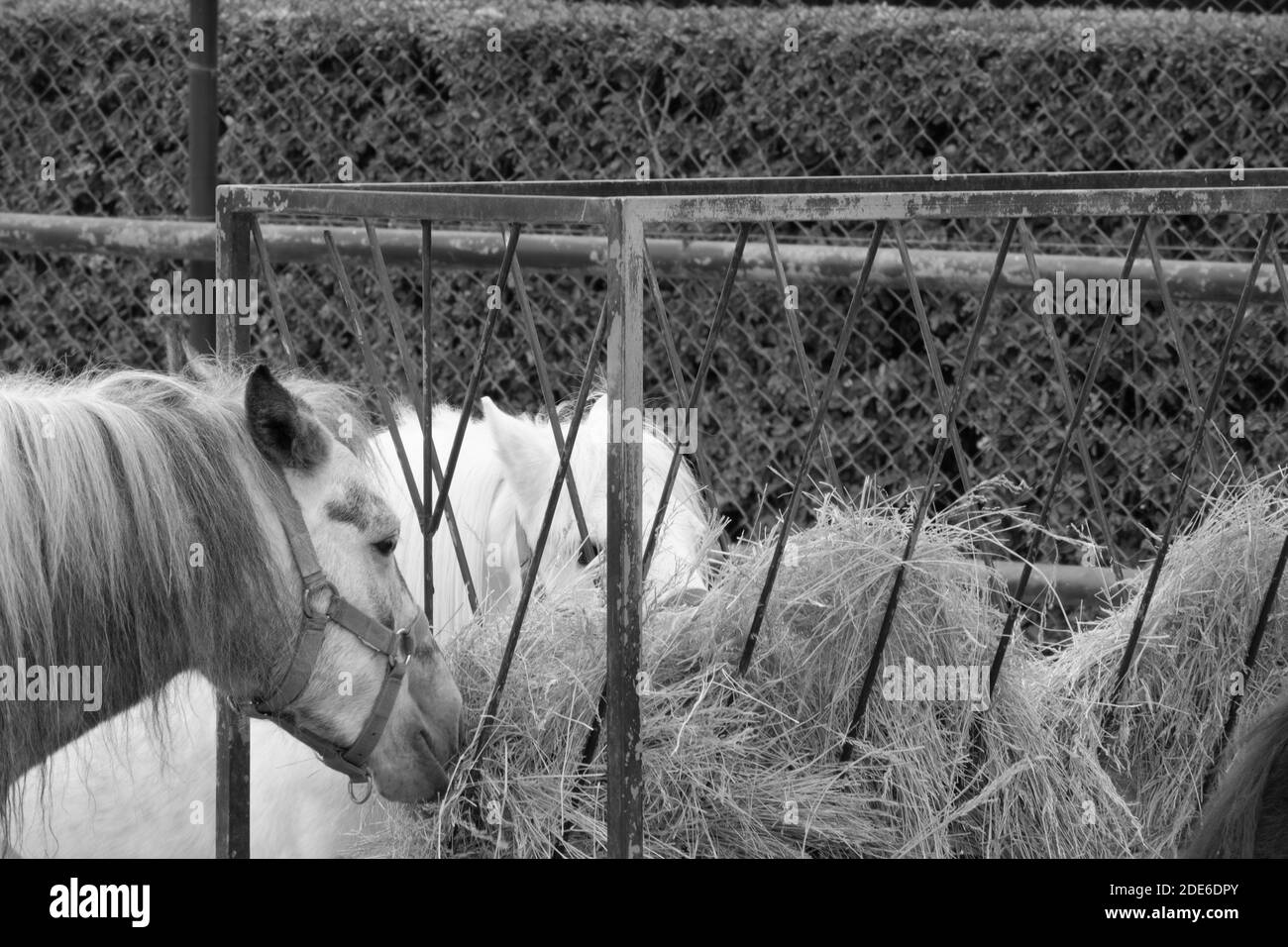 Cheval de manger Banque D'Images
