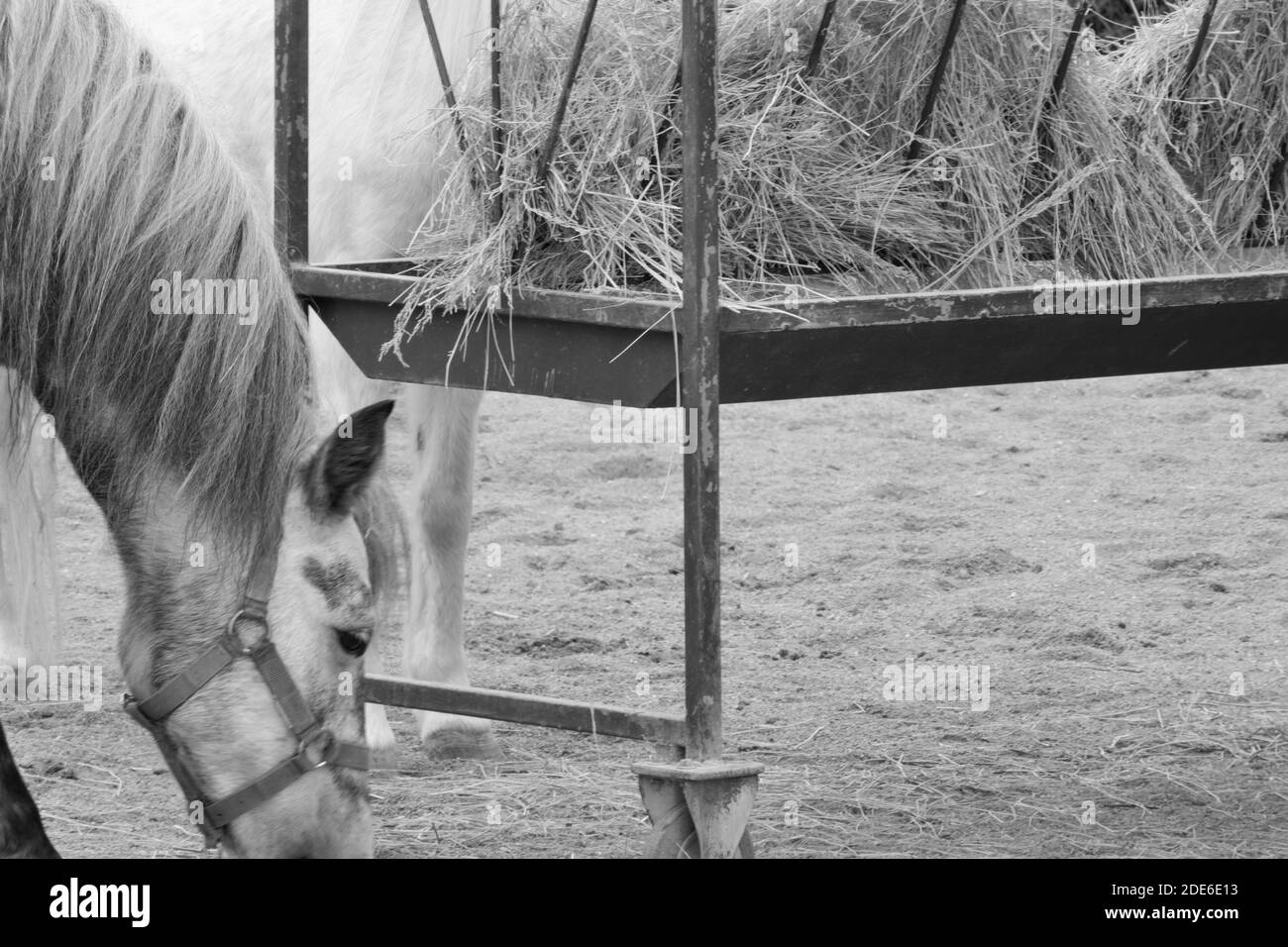 Le cheval mangeant par terre Banque D'Images