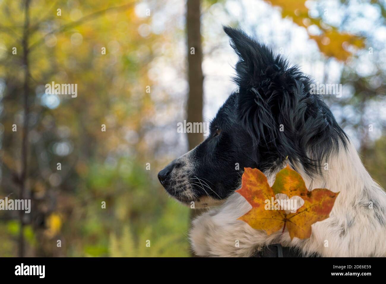 La frontière canine domestique collie se trouve sur les feuilles d'automne. Banque D'Images