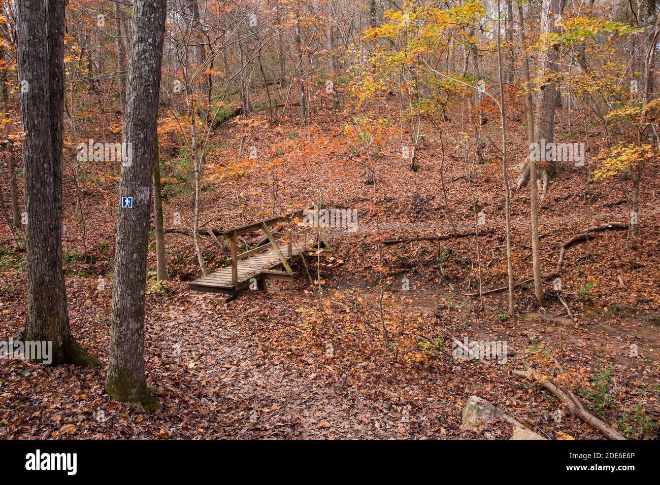 Un sentier de randonnée avec des vents de passerelle à travers le feuillage d'automne brillant à Charlotte, en Caroline du Nord. Banque D'Images