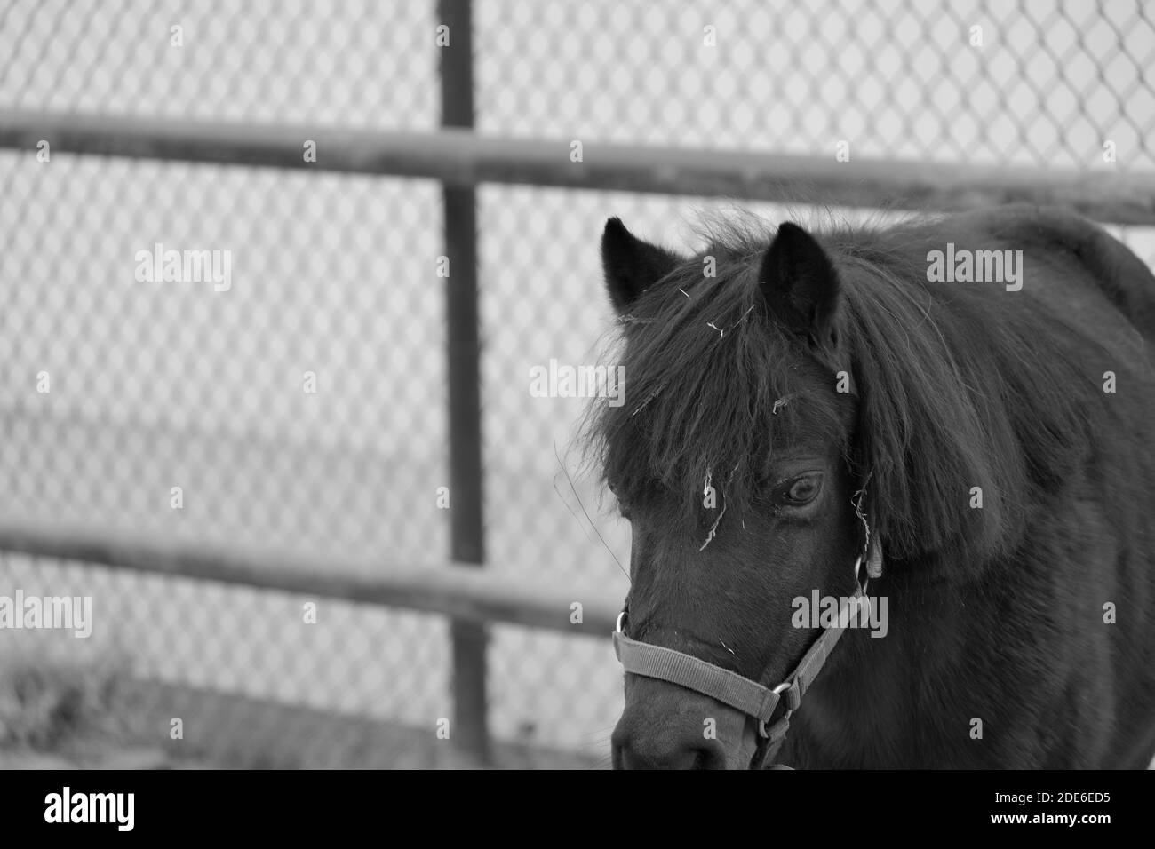 Brown Horse Close Up Banque D'Images
