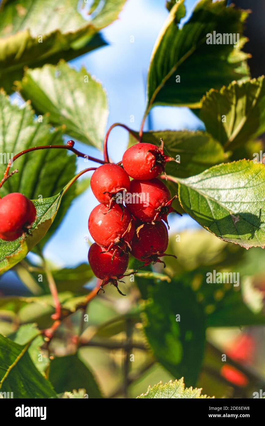 Baies d'aubépine rouge sur une branche avec des feuilles vertes. Banque D'Images