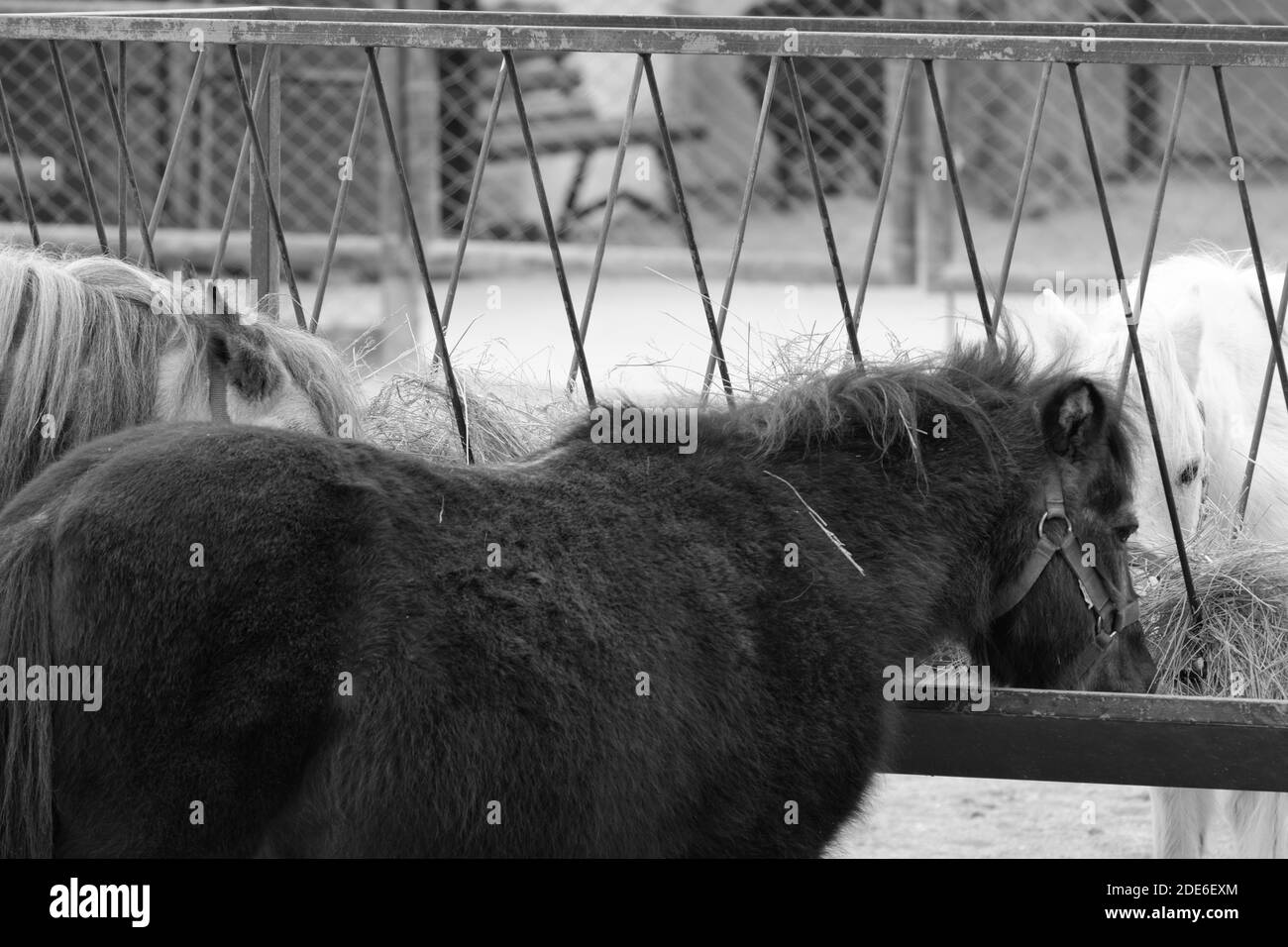 Chevaux manger de la paille Banque D'Images