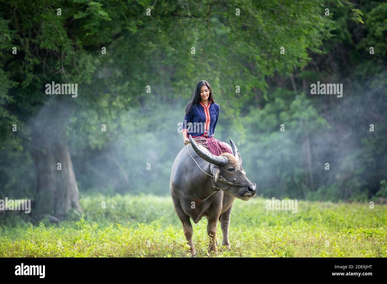 L'agriculteur thaïlandais en campagne avec le bison Banque D'Images