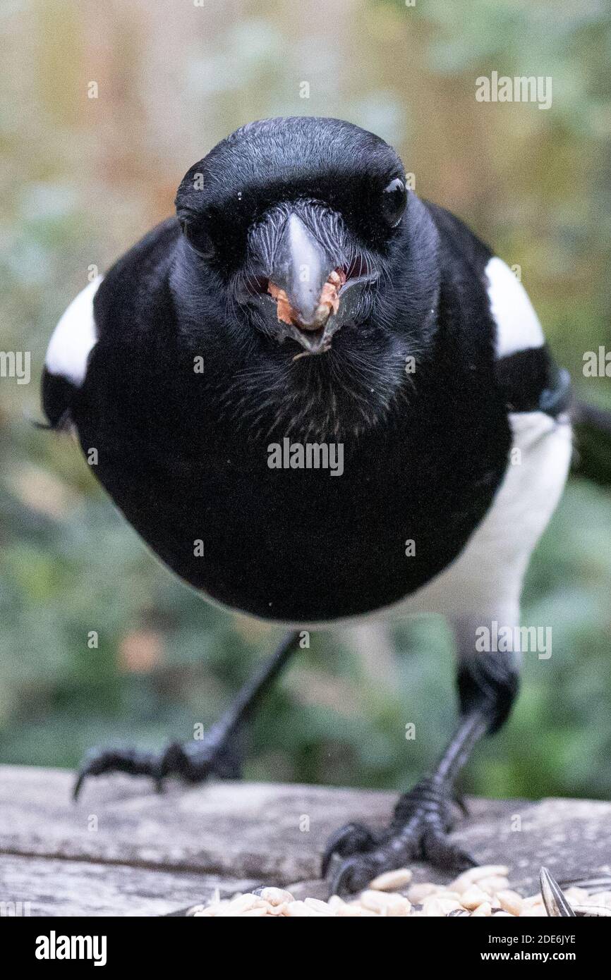 Londres, Royaume-Uni. Dimanche 29 novembre 2020. Un magpie se nourrissant d'un écrou dans un jardin à Ealing, Londres. Photo: Roger Garfield/Alamy Banque D'Images