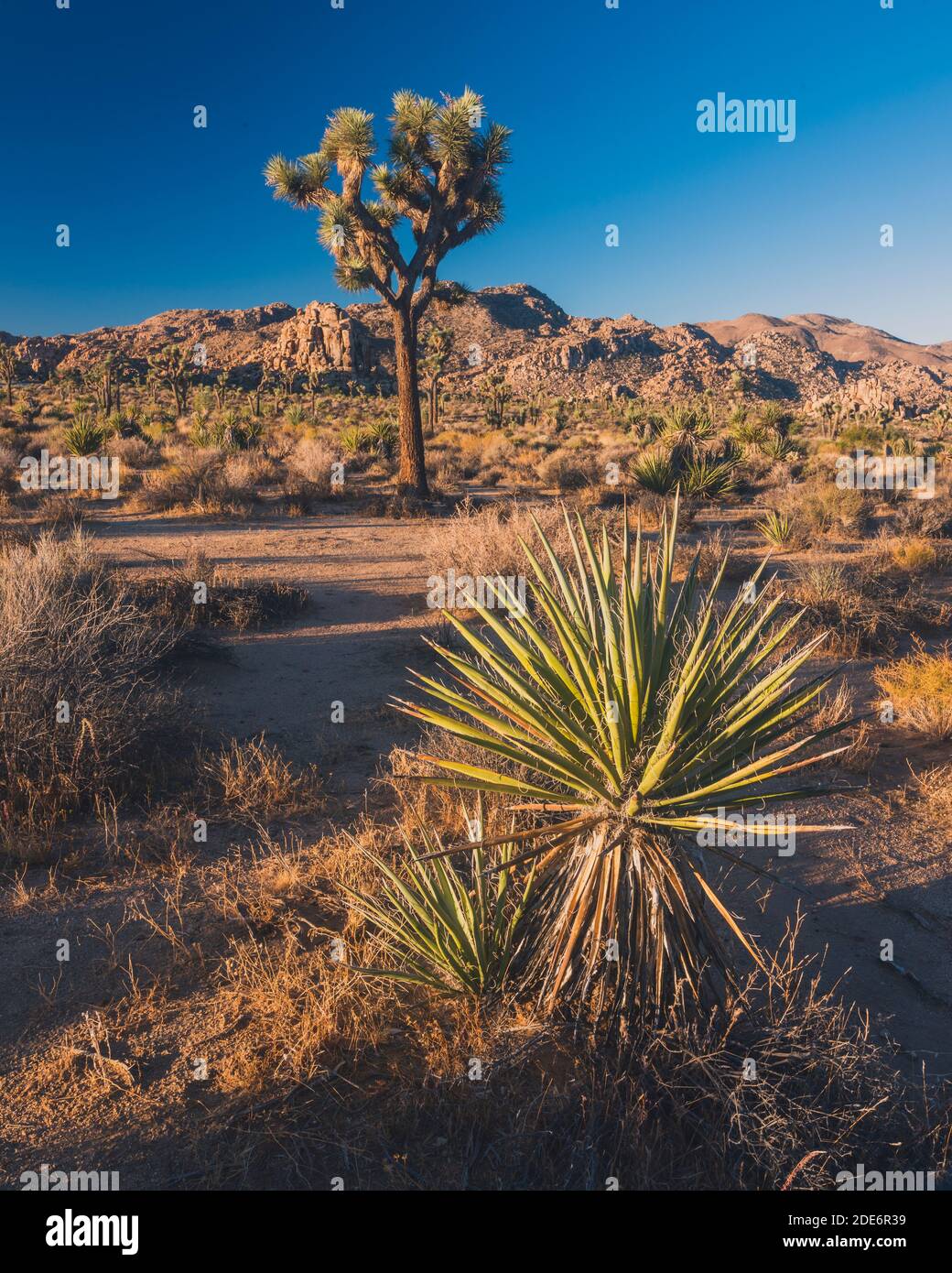 douleurs de croissance Banque D'Images