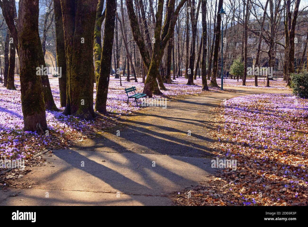 Printemps. Journée de printemps ensoleillée dans le parc de la ville. Monténégro, ville de Cetinje. Fleurs de Crocus (Crocus vernus) Banque D'Images