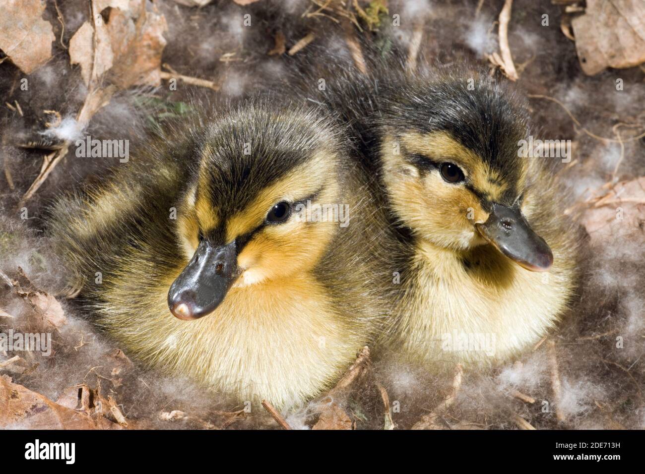 Gaines collantes (Anas platyrhynchos). Six heures ont éclos encore dans le nid. Mère canard incubé pendant 28 jours. Elle quittera le nid en tête de son faire Banque D'Images