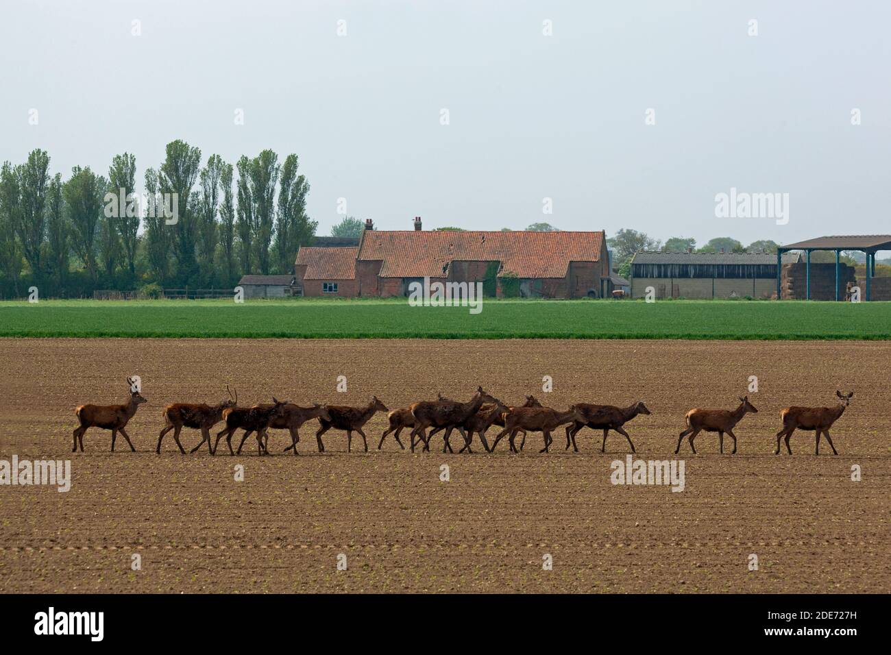 Red Deer (Cervus elaphus). Hinds et deux jeunes stags, traversant les terres arables avec des craies de betterave à sucre semées. Ingham, Norfolk. Avril. Banque D'Images