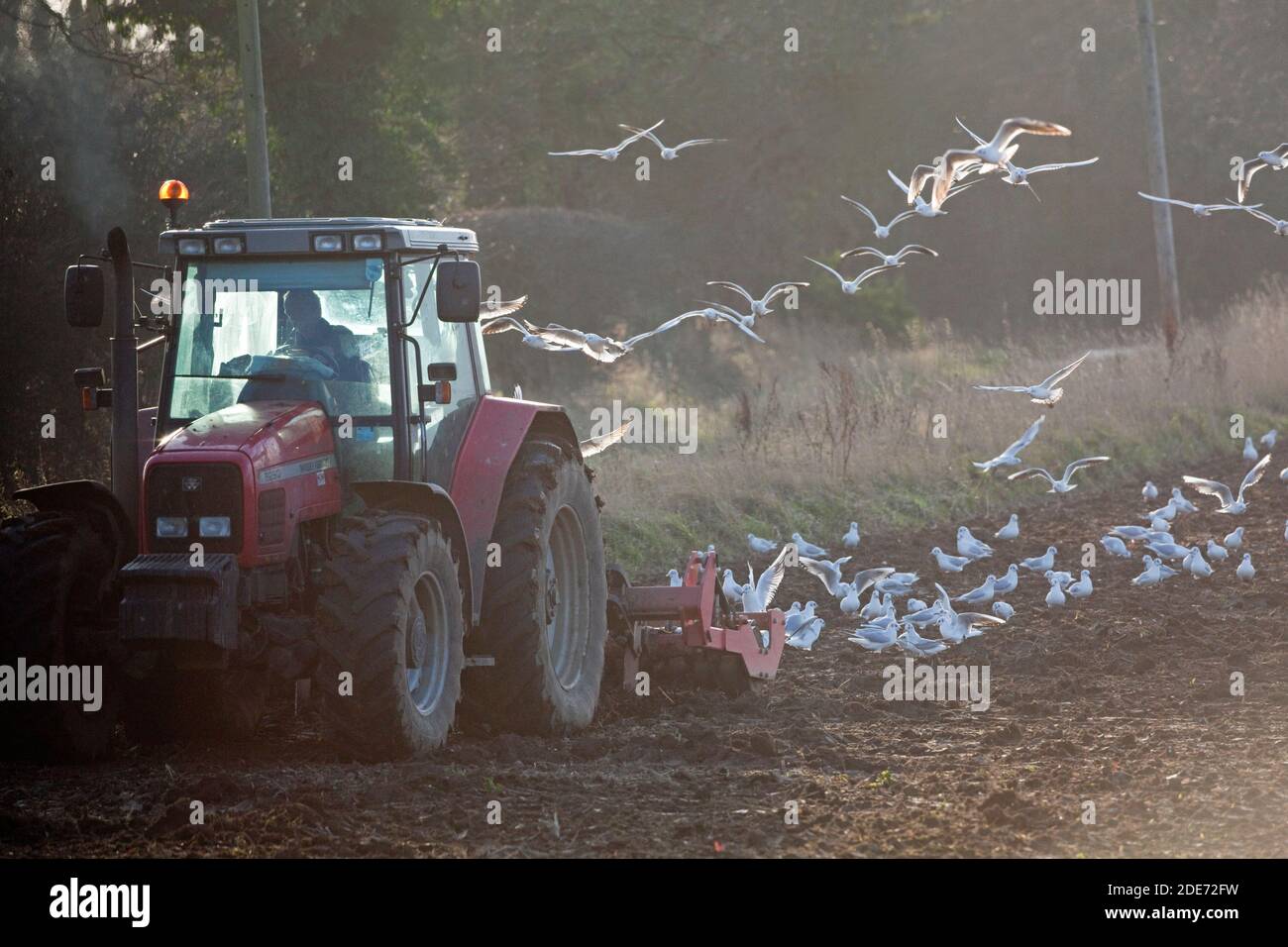 Goélands à tête noire (Larus ridibunda), suivant une herse à disque tirée par un tracteur. Plumage d'hiver. Préparation du sol pour la prochaine récolte après la récolte récente o Banque D'Images