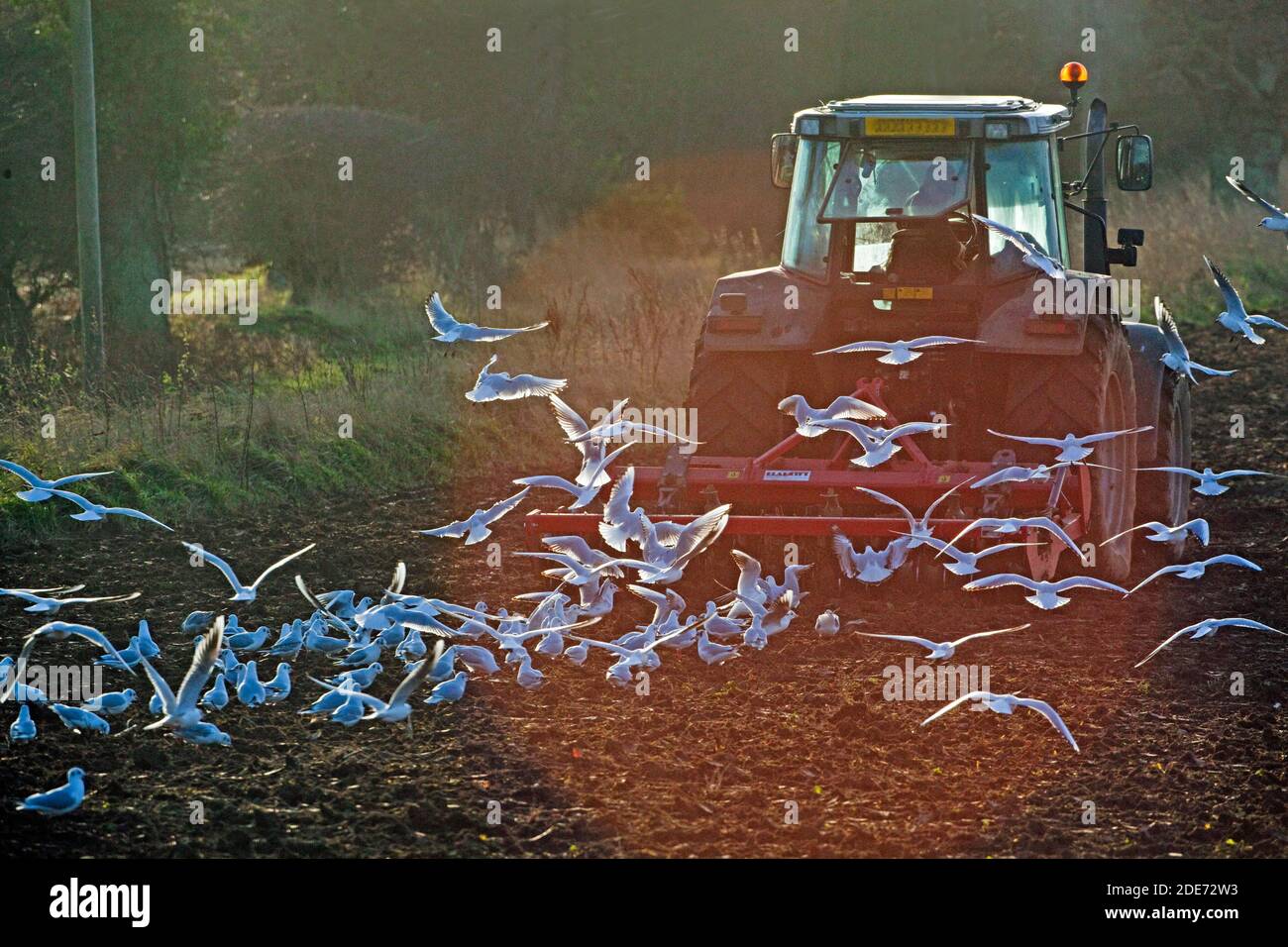 Goélands à tête noire (Larus ridibunda), suivant une herse à disque tirée par un tracteur. Plumage d'hiver. Préparation du sol pour la prochaine récolte après la récolte récente o Banque D'Images