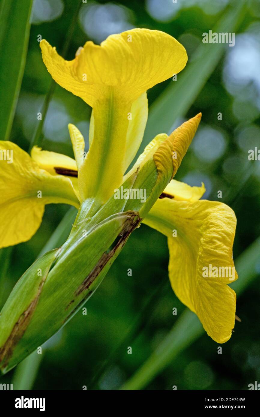 Drapeau jaune ou Iris jaune (Iris pseudocorus). Ingham. Norfolk. Banque D'Images