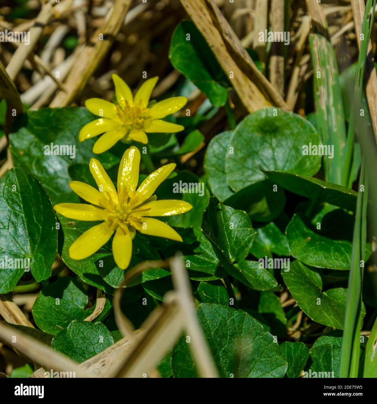 Printemps, printemps, Oh c'est vous !!!! Les premiers signes du printemps en Pologne. Banque D'Images