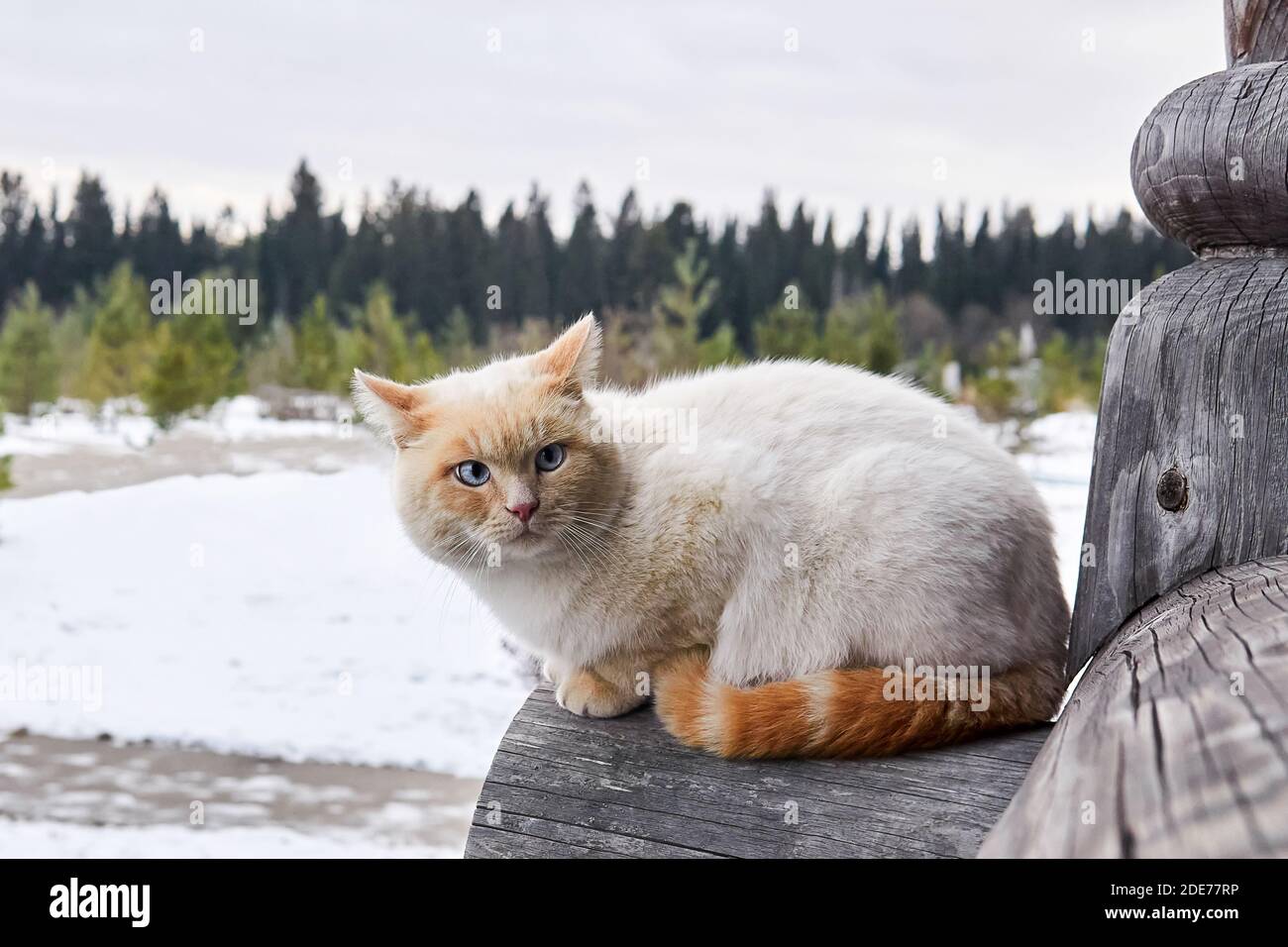 chat aux yeux bleu crémeux assis à l'extérieur au coin d'un maison de village en rondins sur le fond d'un paysage d'hiver Banque D'Images