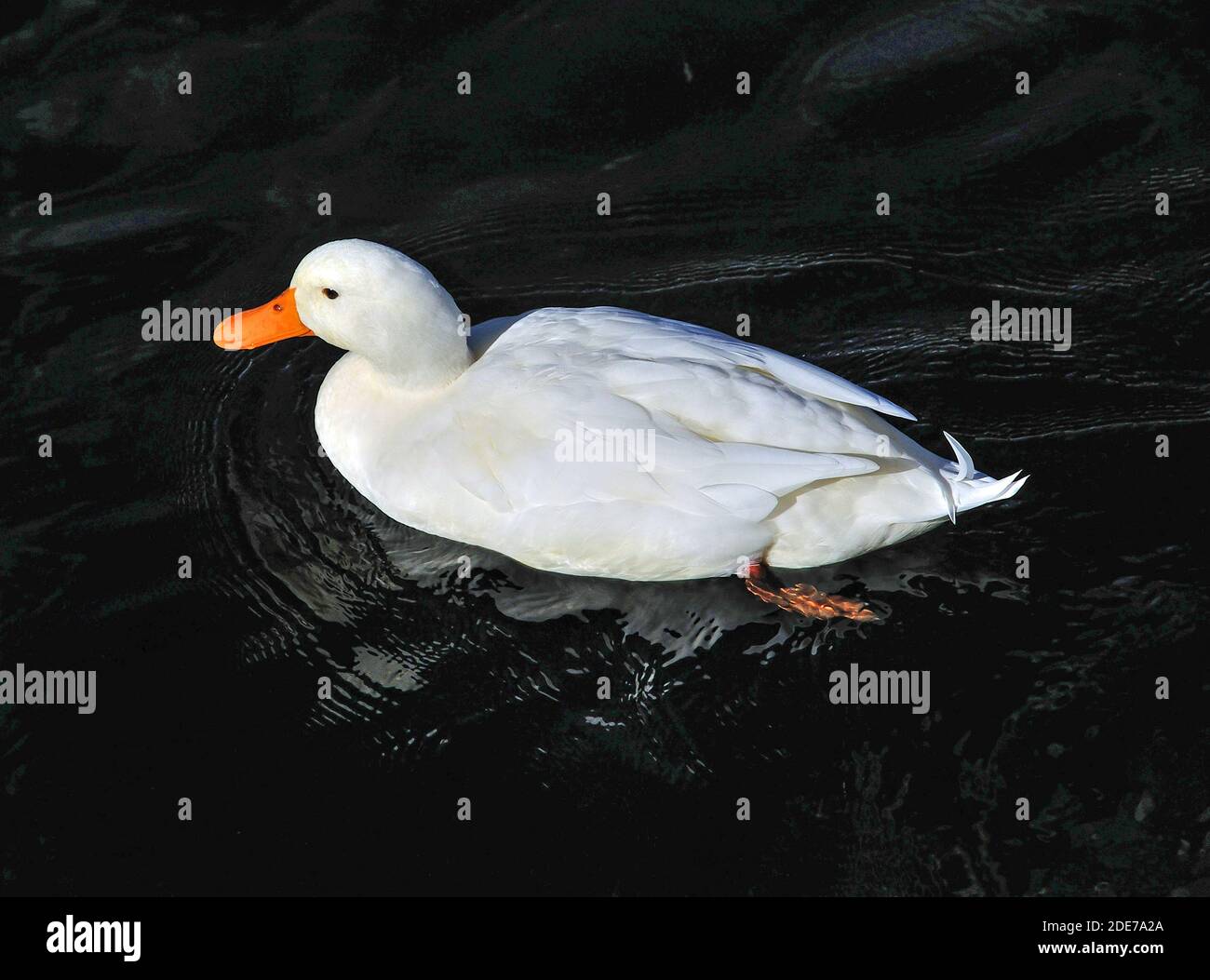 Canard blanc de Pekin dans l'eau, port de plaisance de Boat Harbor, lac Taupo, Taupo, région de Waikato, Île du Nord, Nouvelle-Zélande Banque D'Images