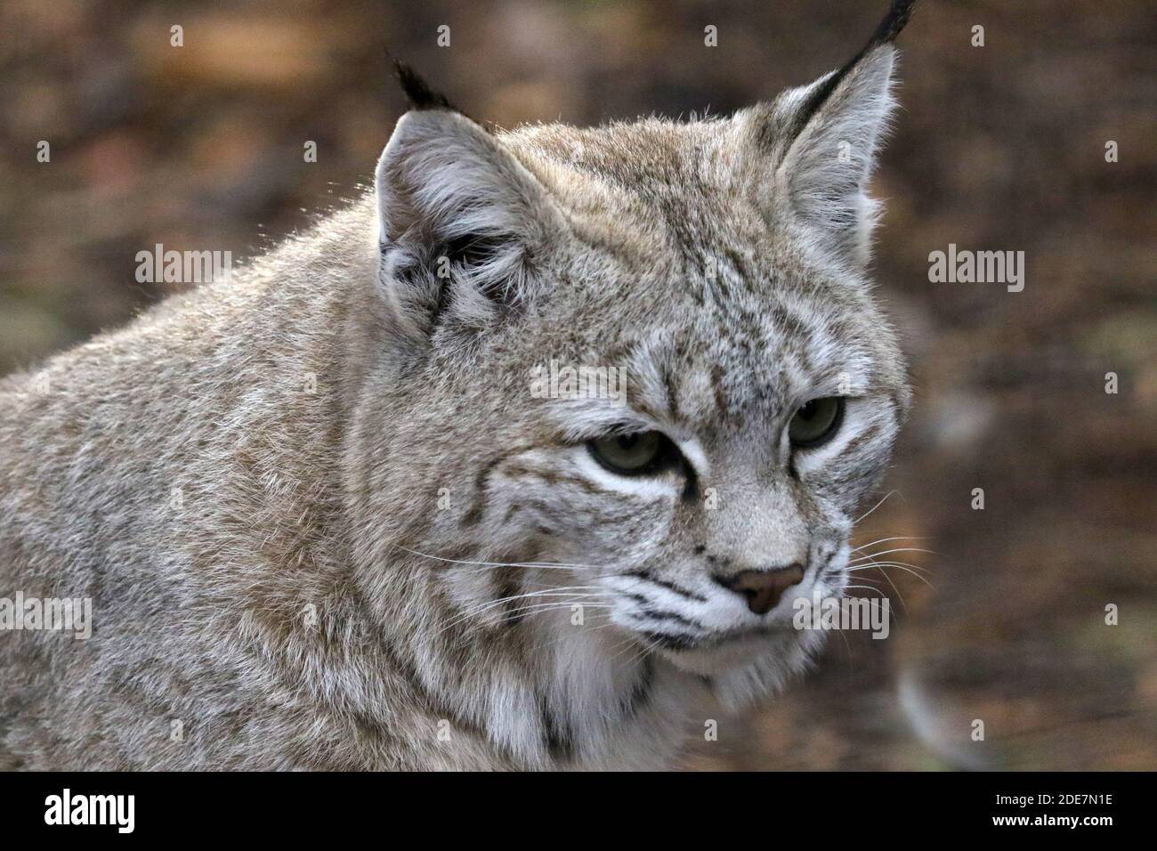Bobcat en captivité Banque D'Images
