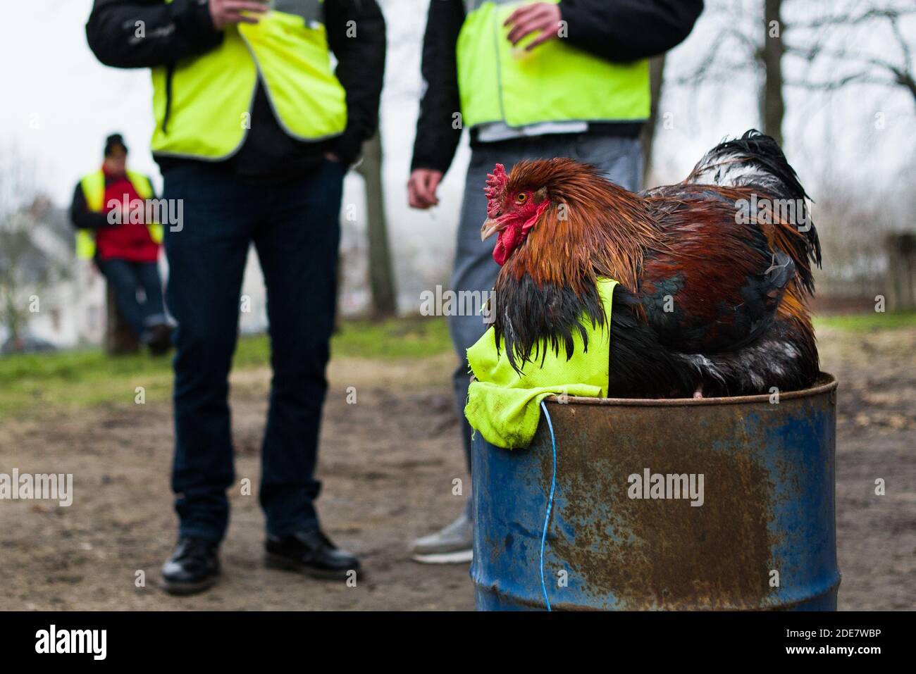 Un poulet est assis lors d'une démonstration de gilets jaunes à Bourges, en  France, le 12 janvier 2019. Photo de Julie Sebadelha/ABACAPRESS.COM Photo  Stock - Alamy
