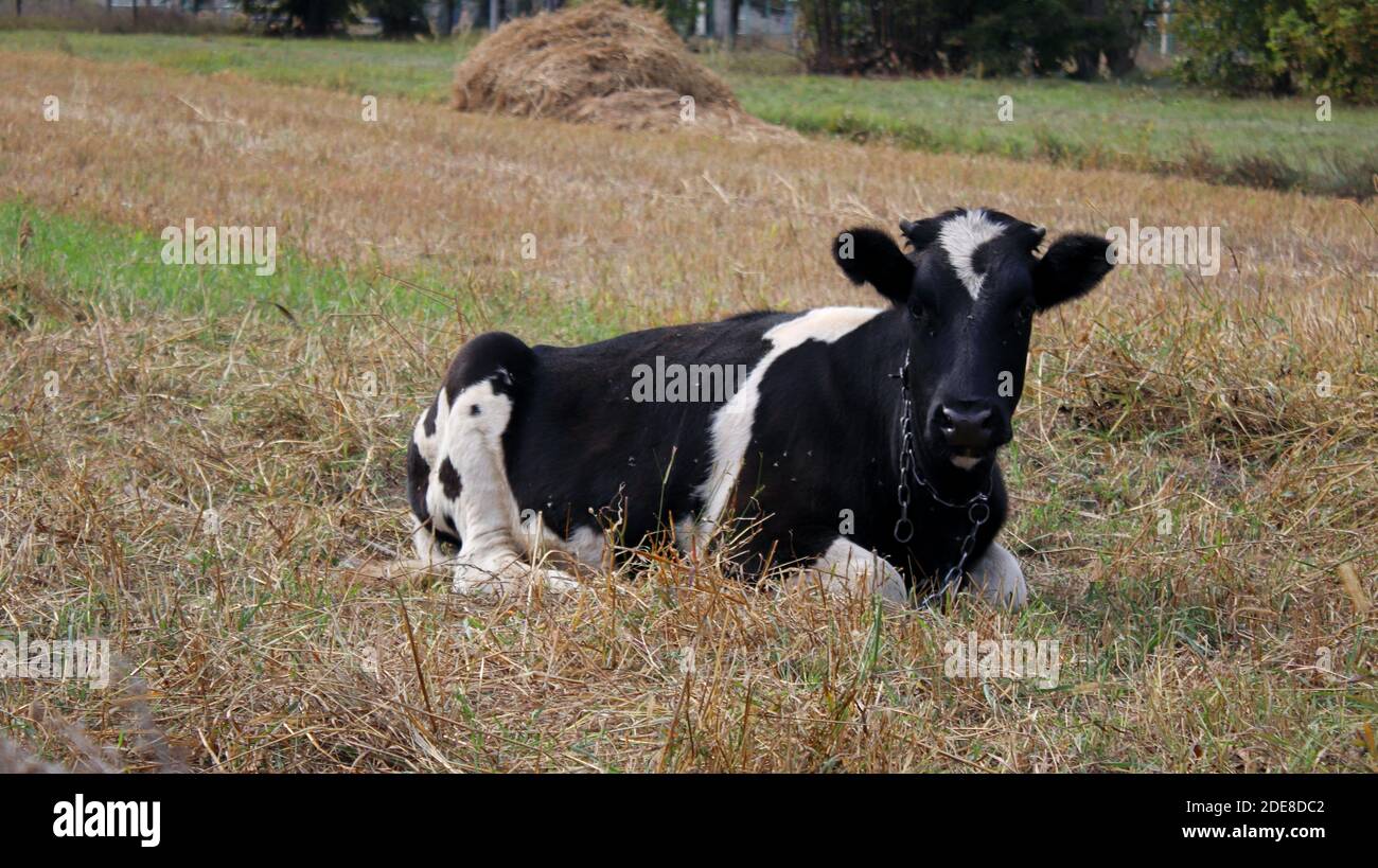 Une vache brune et blanche couchée au-dessus d'un champ d'herbe sèche dans un village Banque D'Images