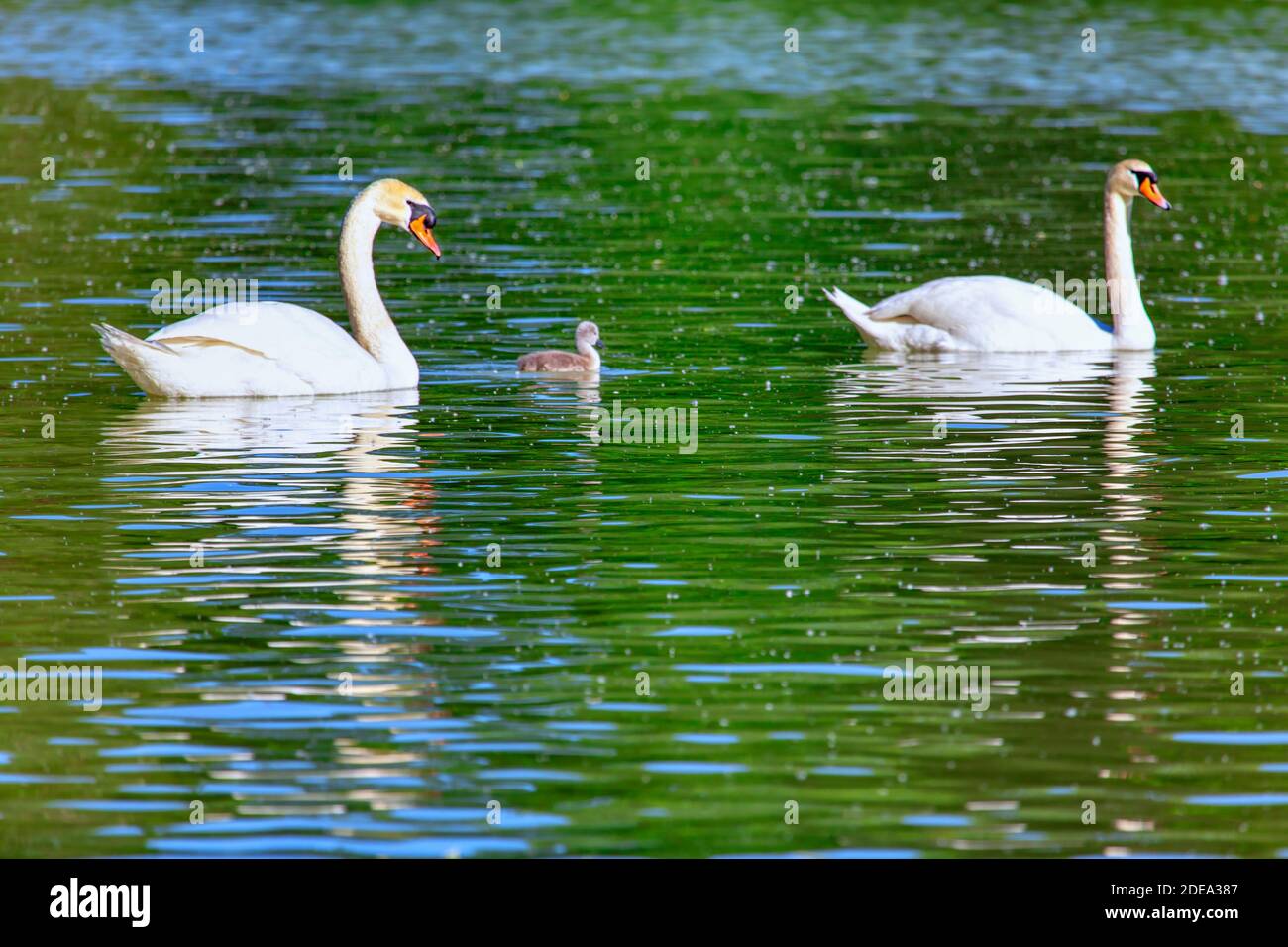 Famille Swan avec poussin nageant ensemble Banque D'Images