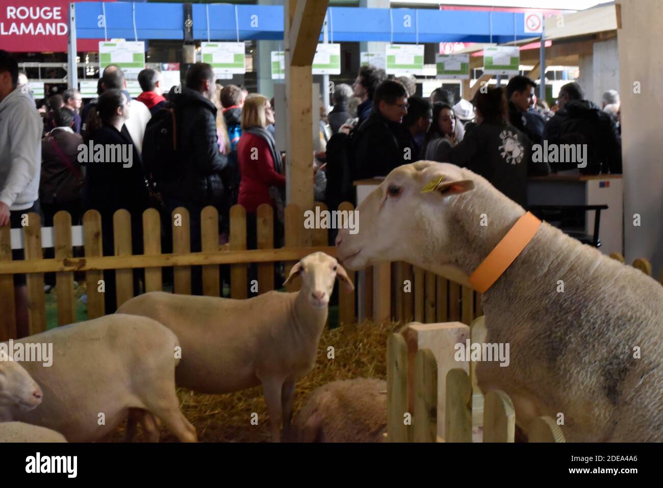 Le salon de l'Agriculture (salon de l'Agriculture) s'ouvre à l'Expo Paris  porte de Versailles à Paris, France, le 22 février 2019. Photo de Patrice  Pierrot/avenir Pictures/ABACAPRESS.COM Photo Stock - Alamy