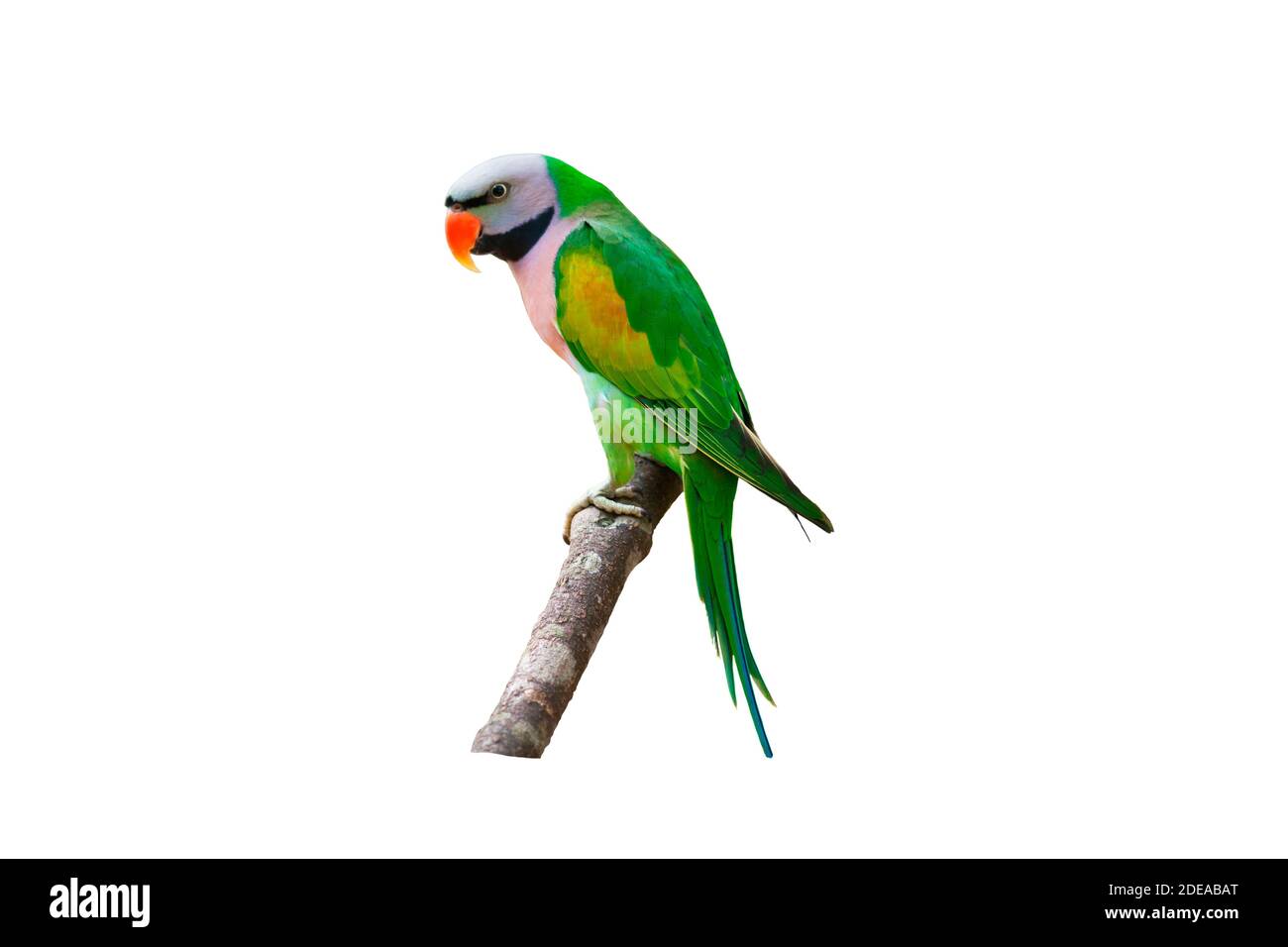 Gros plan sur le magnifique Parakeet sur branche isolée sur fond blanc. Banque D'Images