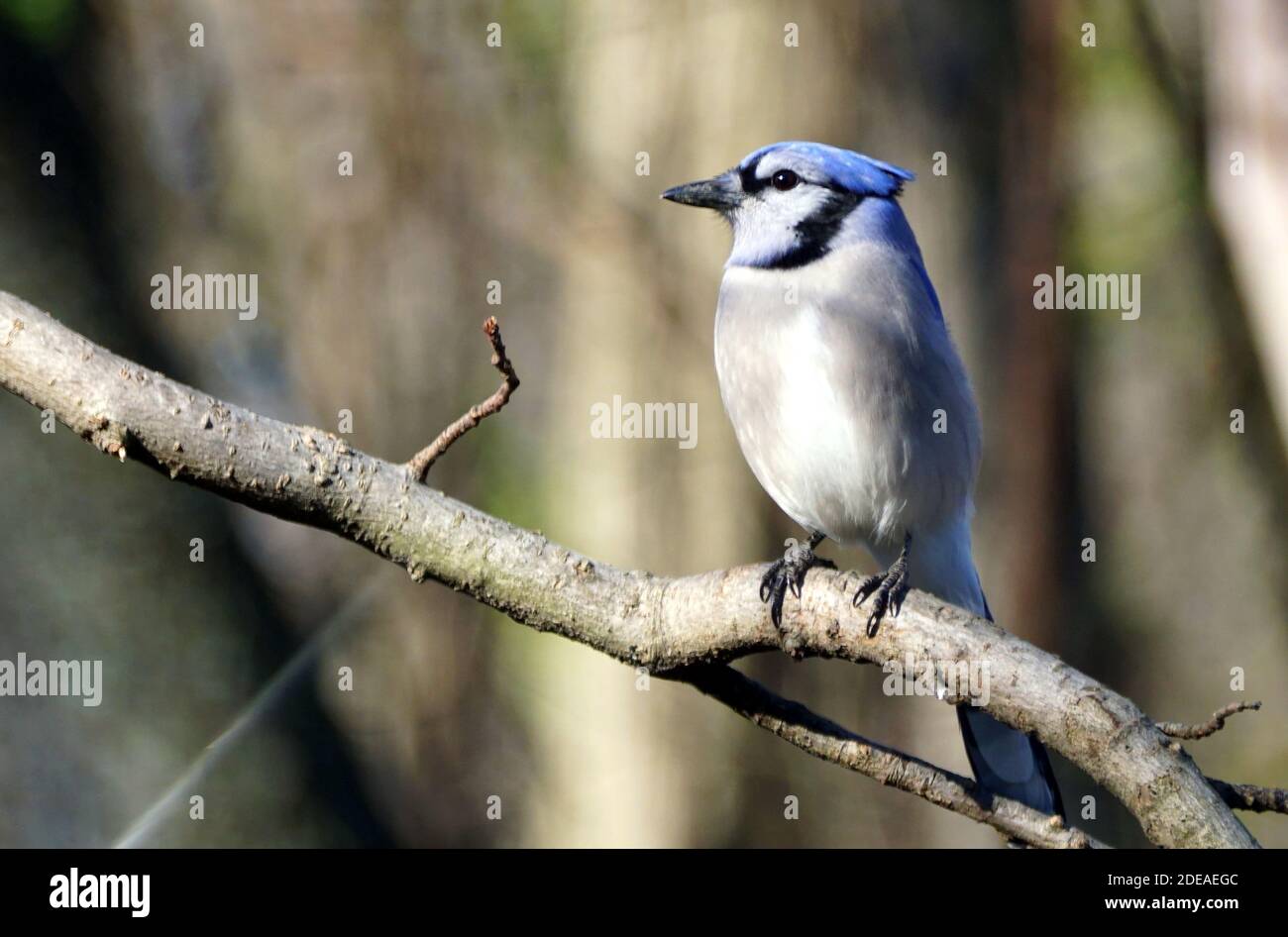 Un geai bleu perching sur la branche de l'arbre Banque D'Images